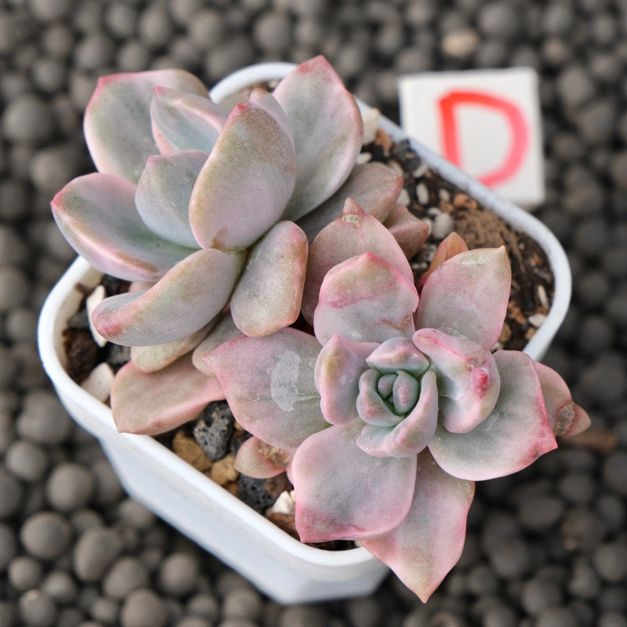 Variegated Graptoveria Mrs. Richards Imported Succulent Plant