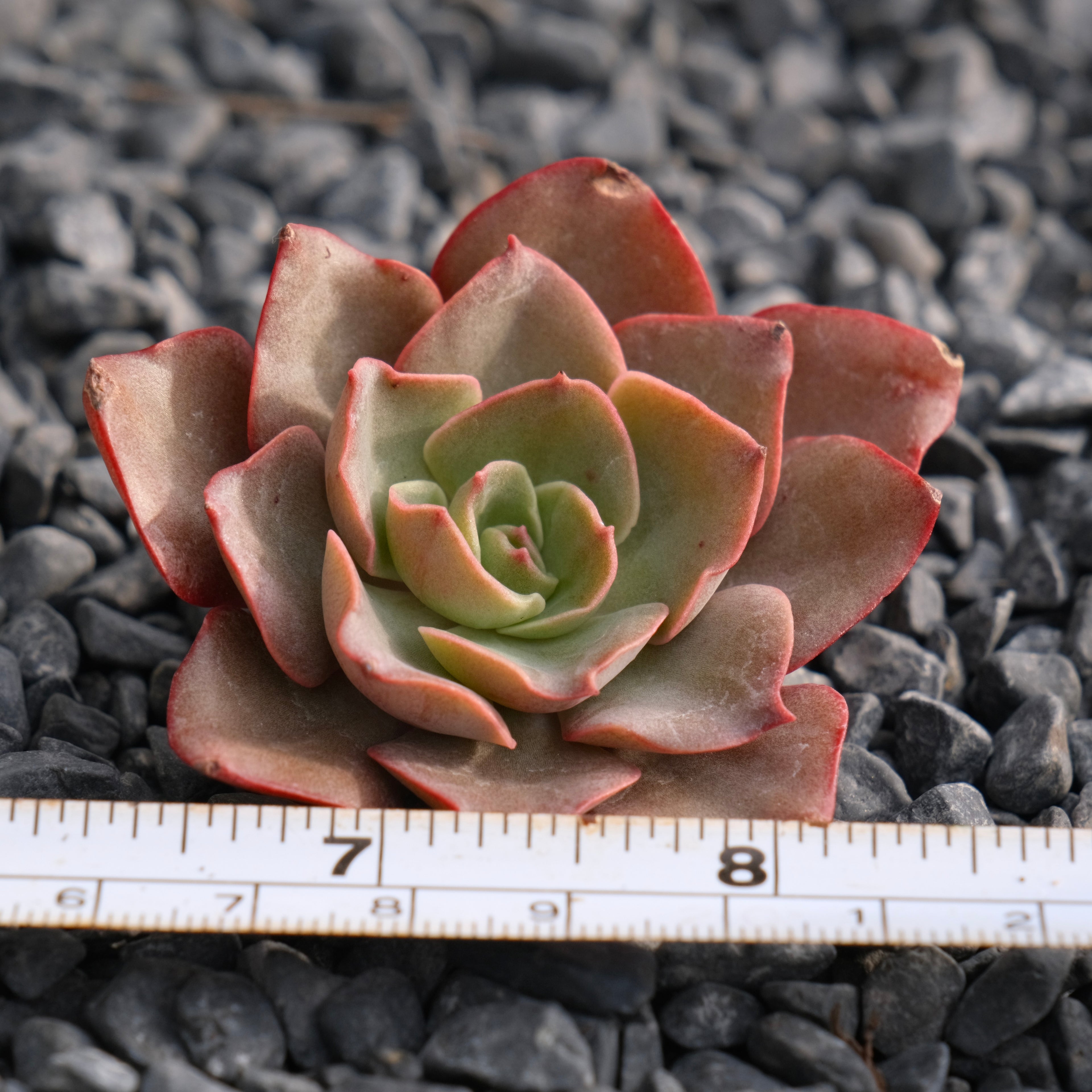 Echeveria Maple Rosette Korean Succulent Plant Rare Hwaga hybrid