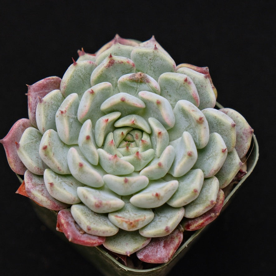 Echeveria Sarahime Korean Succulent Plant