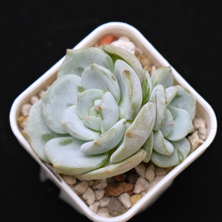 Echeveria Snow Field Korean Succulent Plant