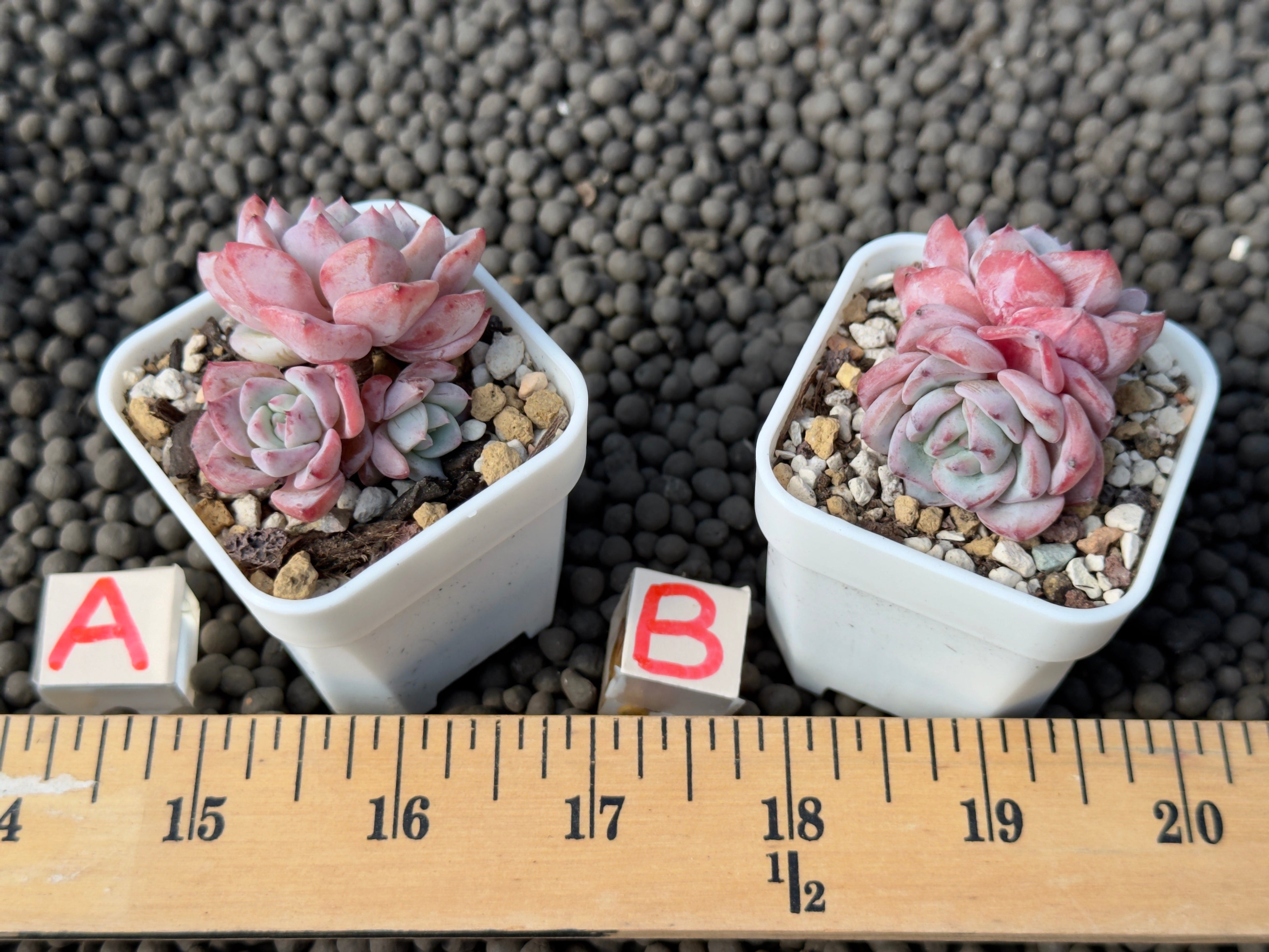 Echeveria Moby Dick Korean Succulent Plant Hwaga Hybrid