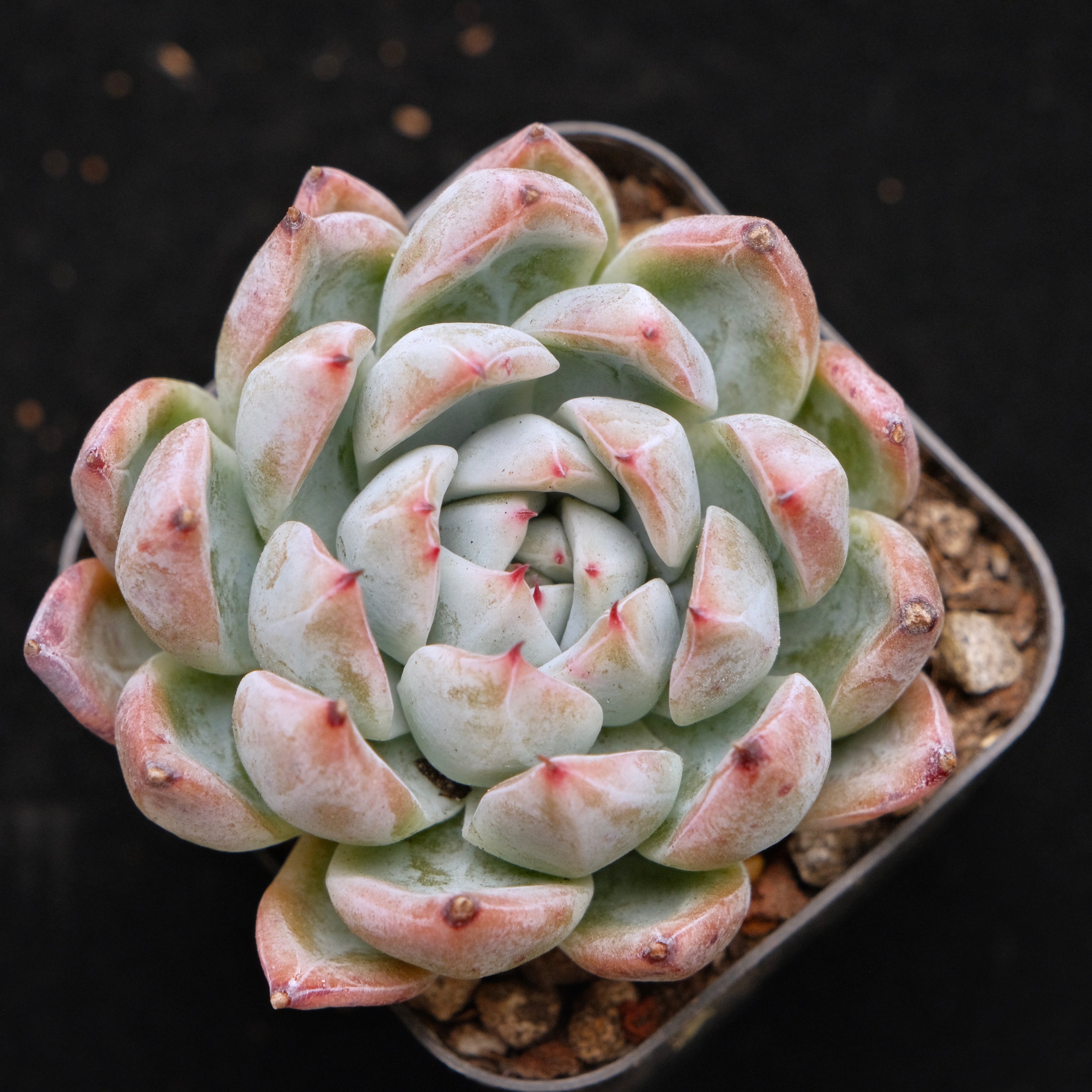 Echeveria Evian Korean Succulent Plant