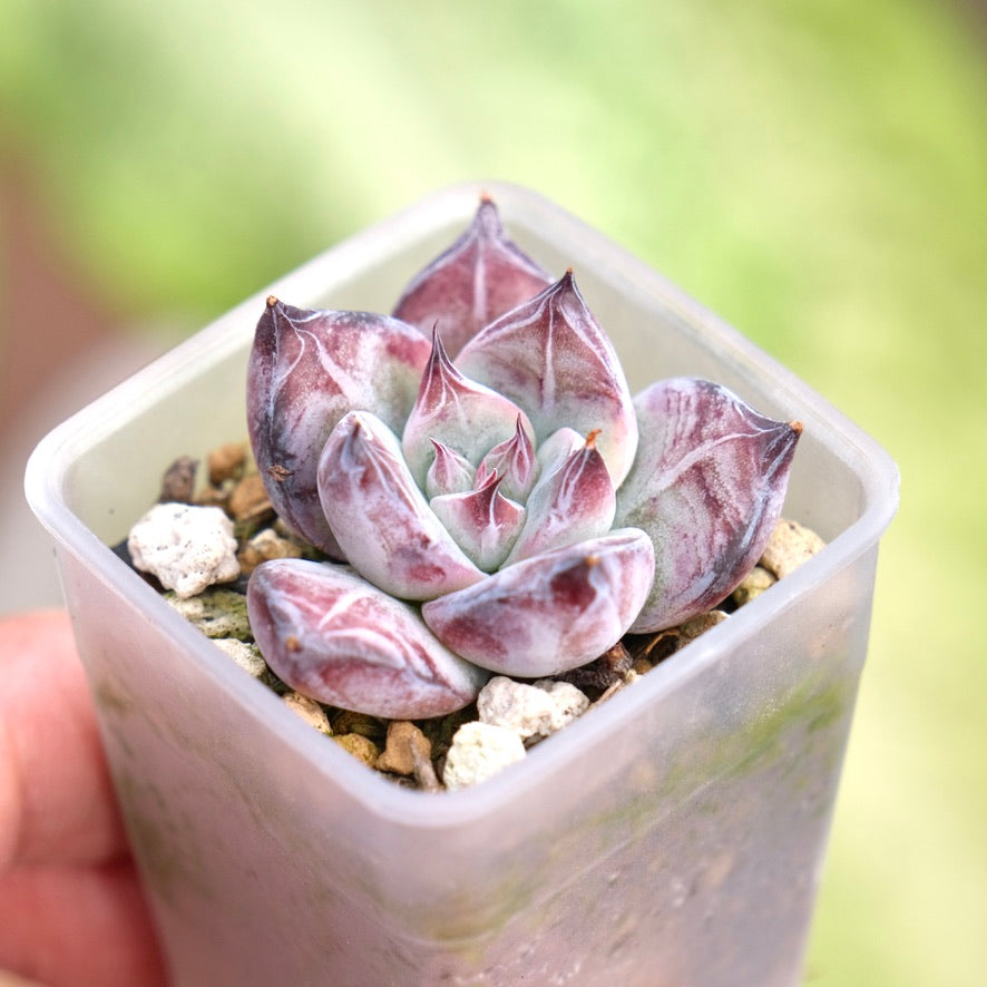 Echeveria Black Sabbath Korean Succulent Plant