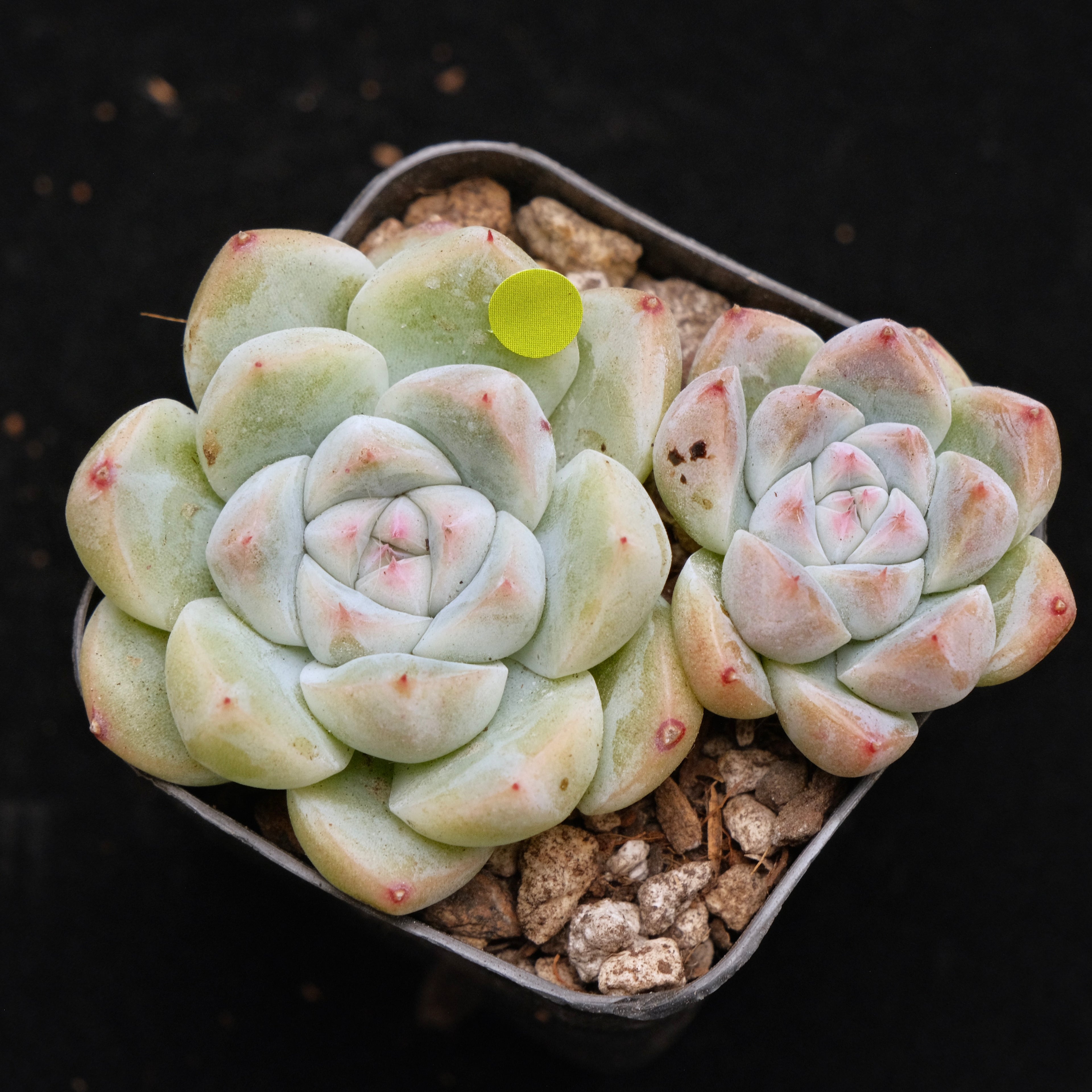 Echeveria Alba Beauty Korean Succulent Plant