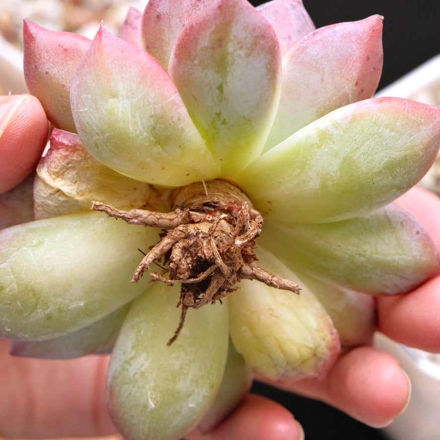 Big Echeveria colorata hybrid Korean Succulent Plant