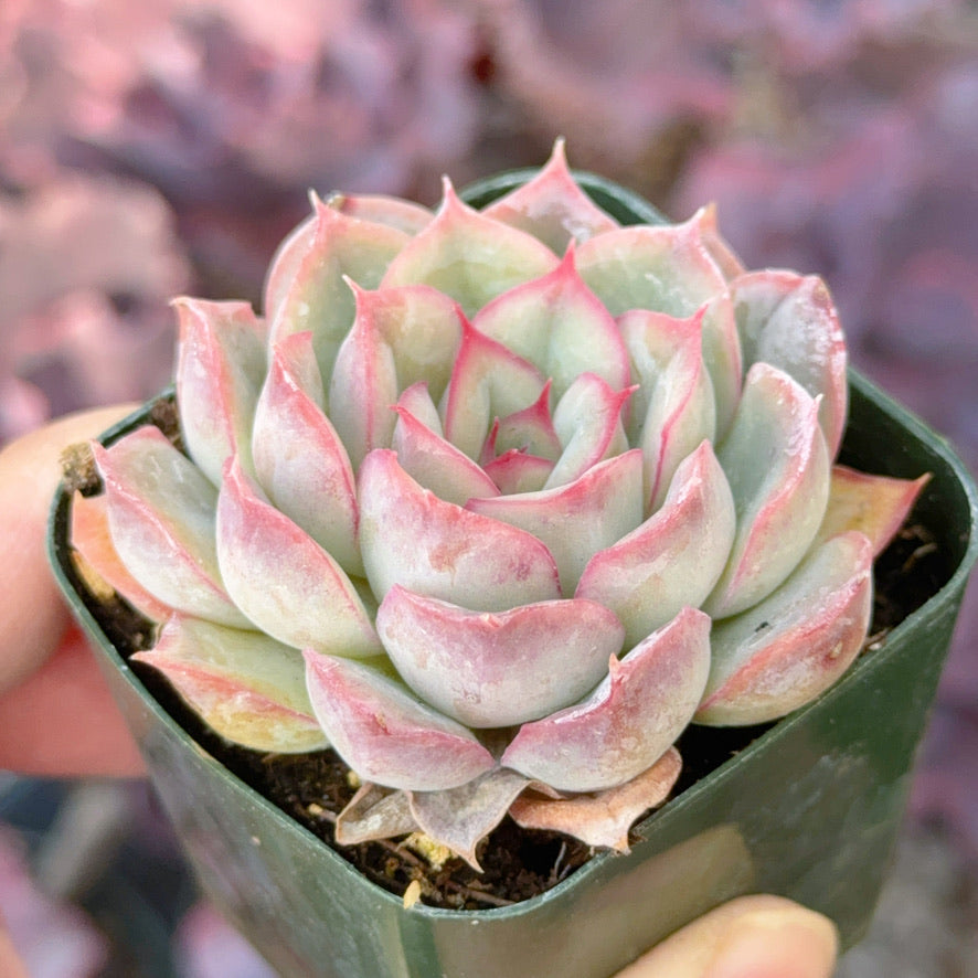Echeveria Hercules Succulent Plant