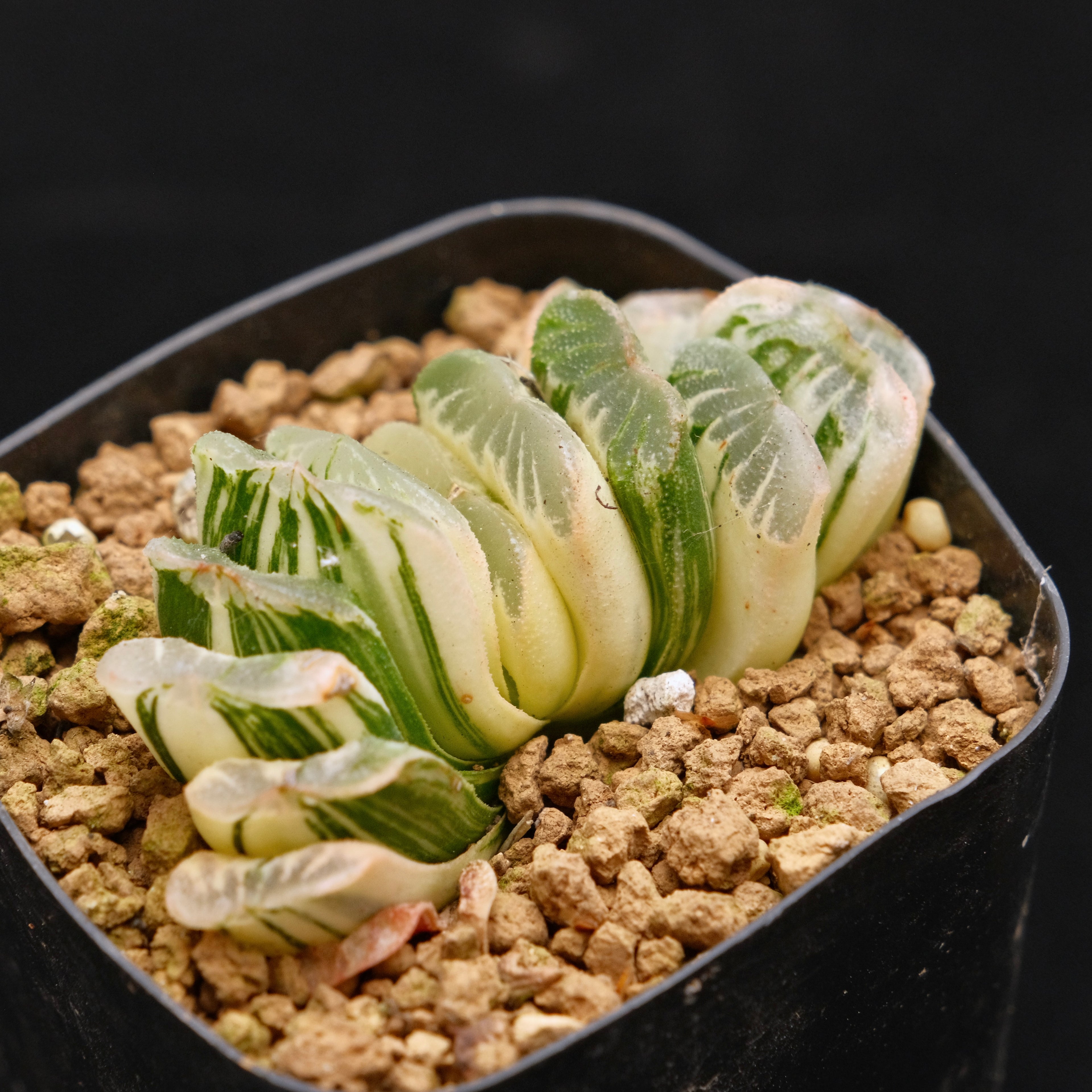 Variegated Haworthia truncata Korean Succulent Plant