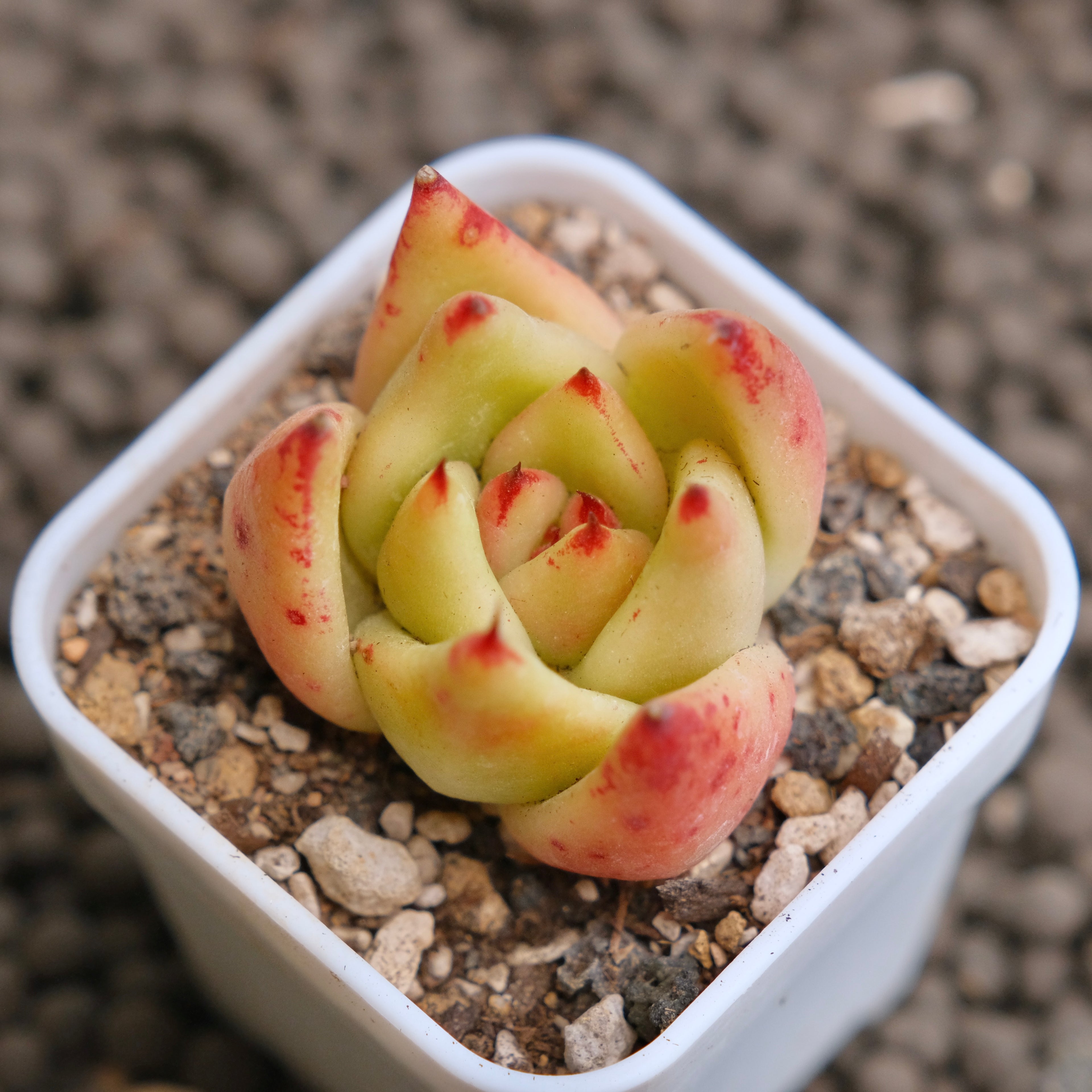 Echeveria Agavoides hybrid Imported Succulent Plant