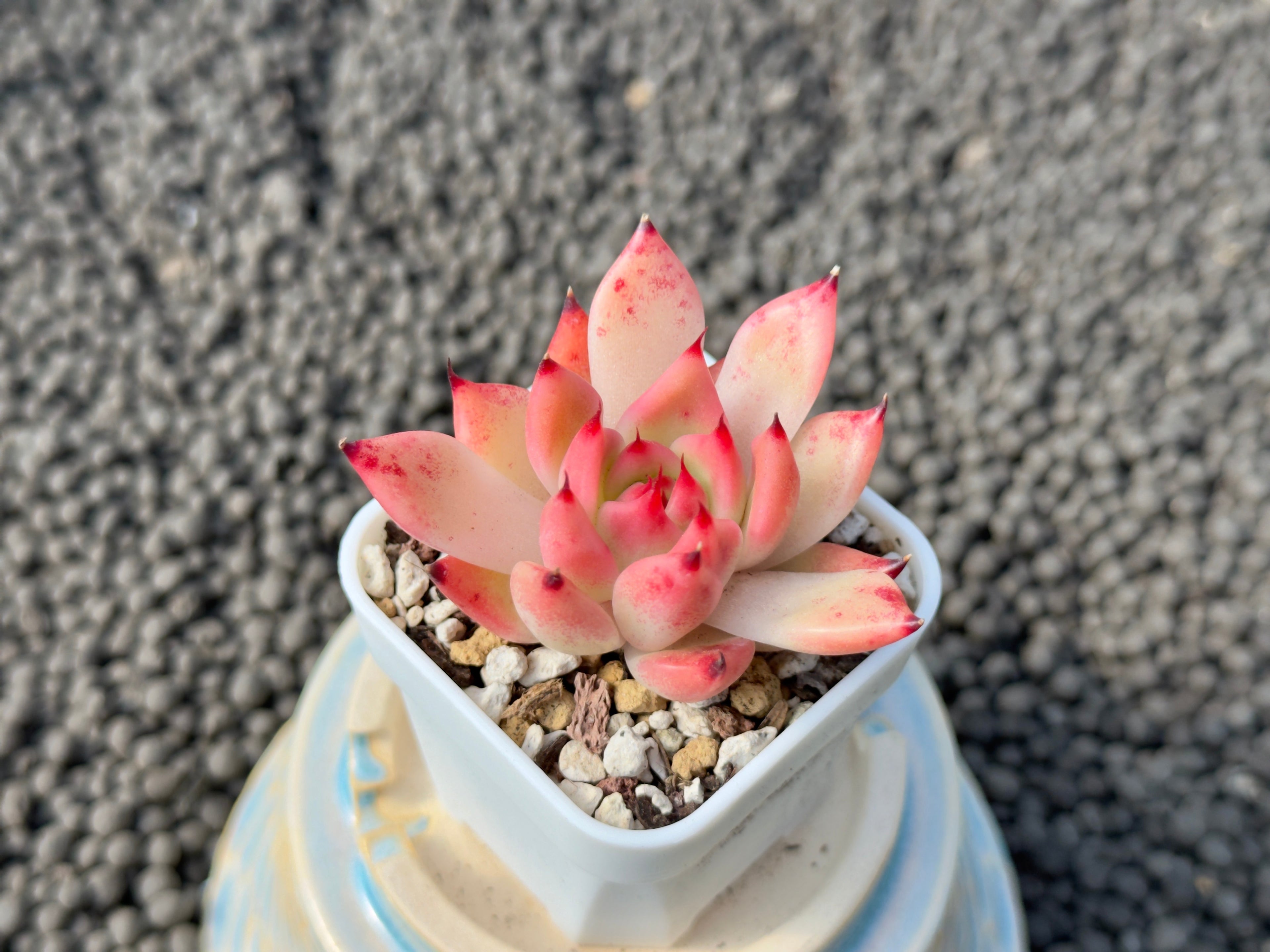 Echeveria Granada Korean Succulent Plant Hwaga Hybrid