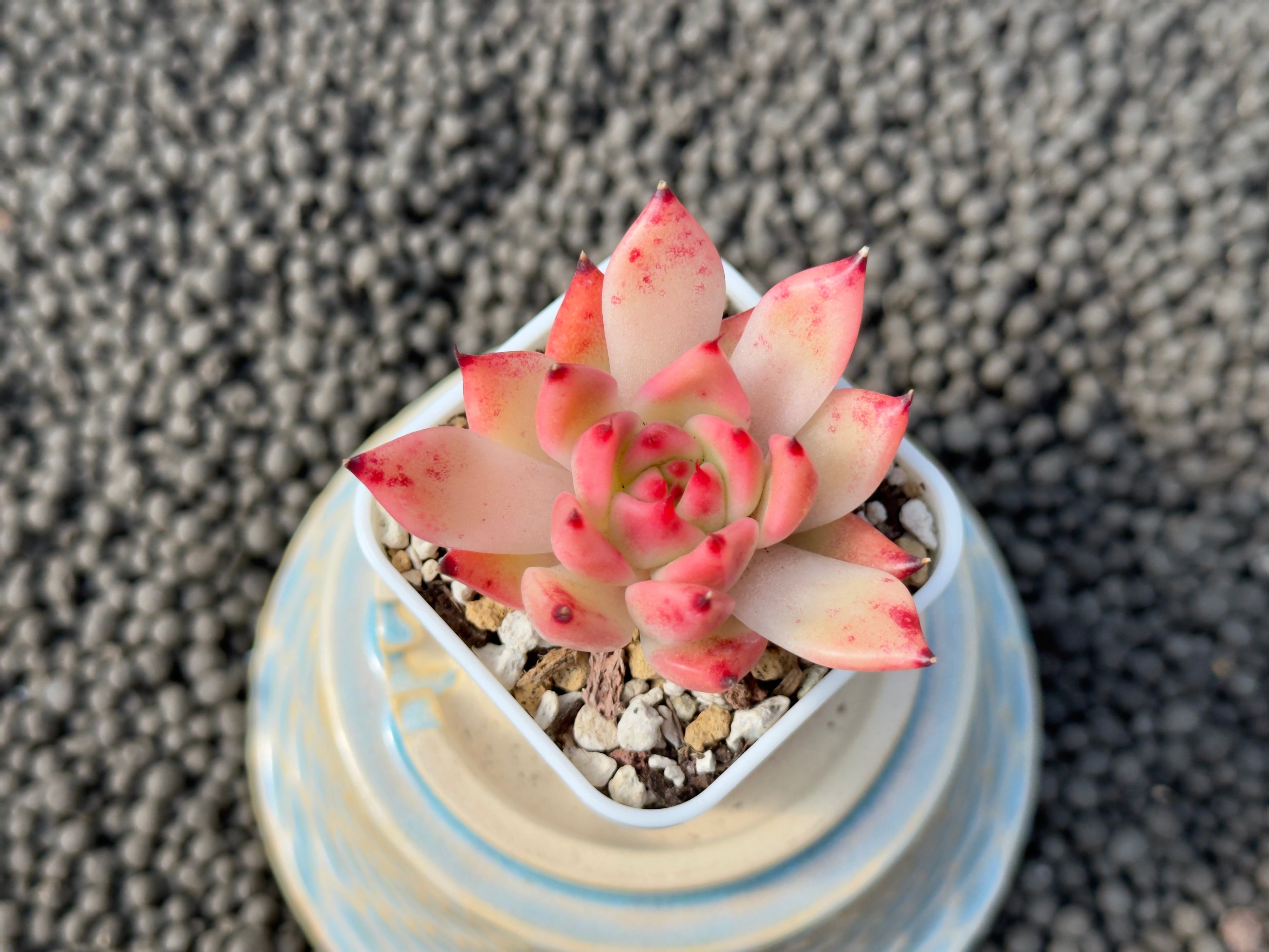 Echeveria Granada Korean Succulent Plant Hwaga Hybrid