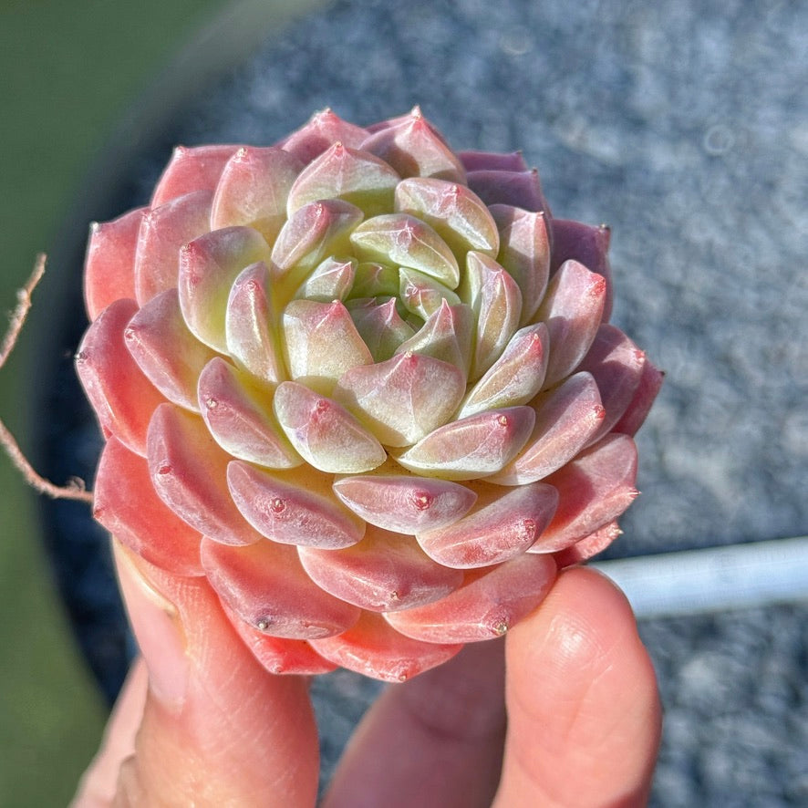 Echeveria Rosé Succulent Plant G