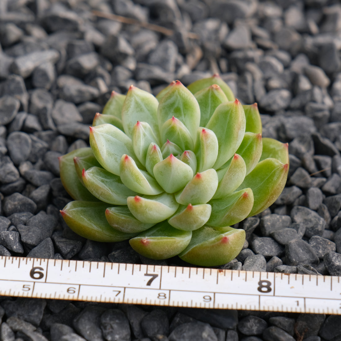 Echeveria Snowflake Jelly Korean Succulent Plant