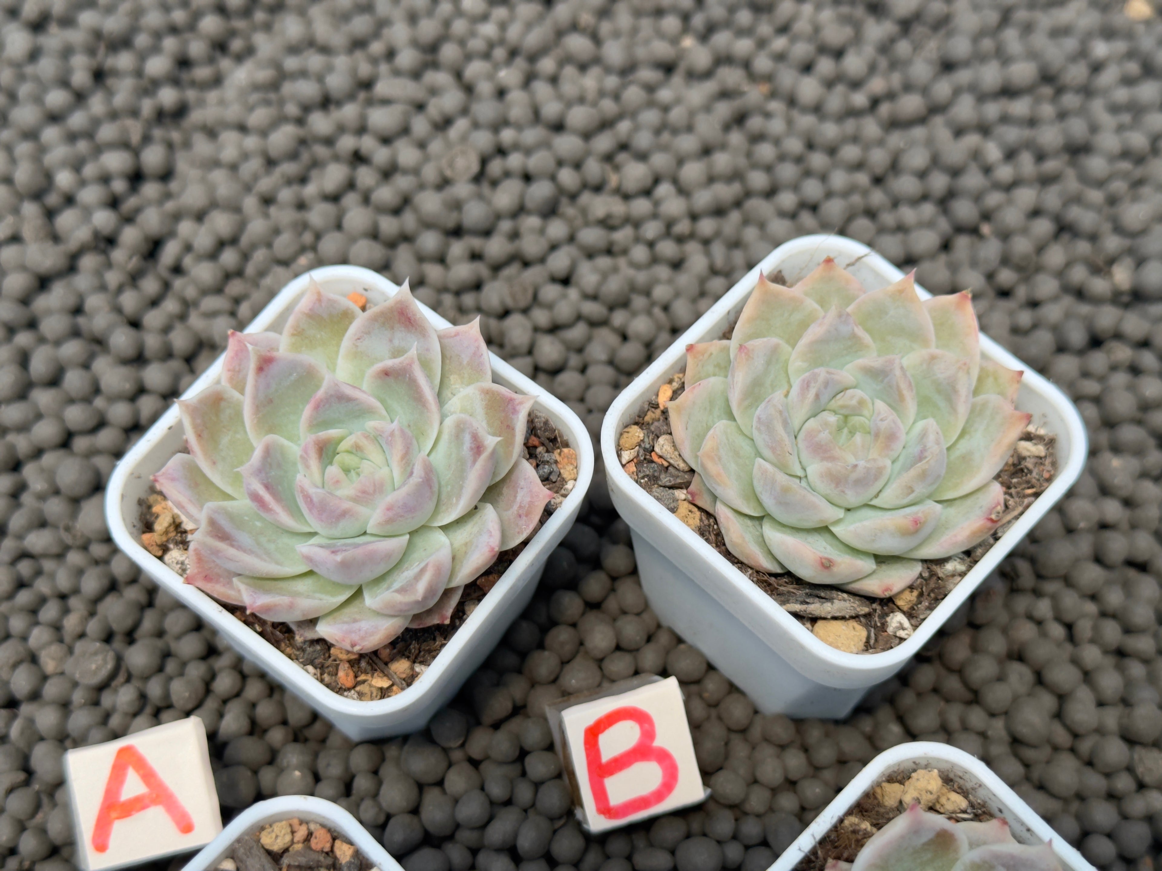 Echeveria Lilac Card Korean Succulent Plant Changhee hybrid
