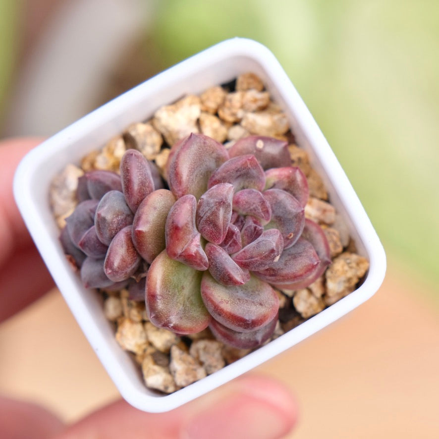 Echeveria Boracay Korean Succulent Plant