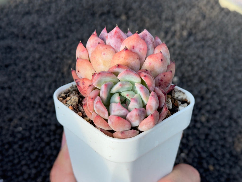 Echeveria Zara Pink Imported Succulent Plant