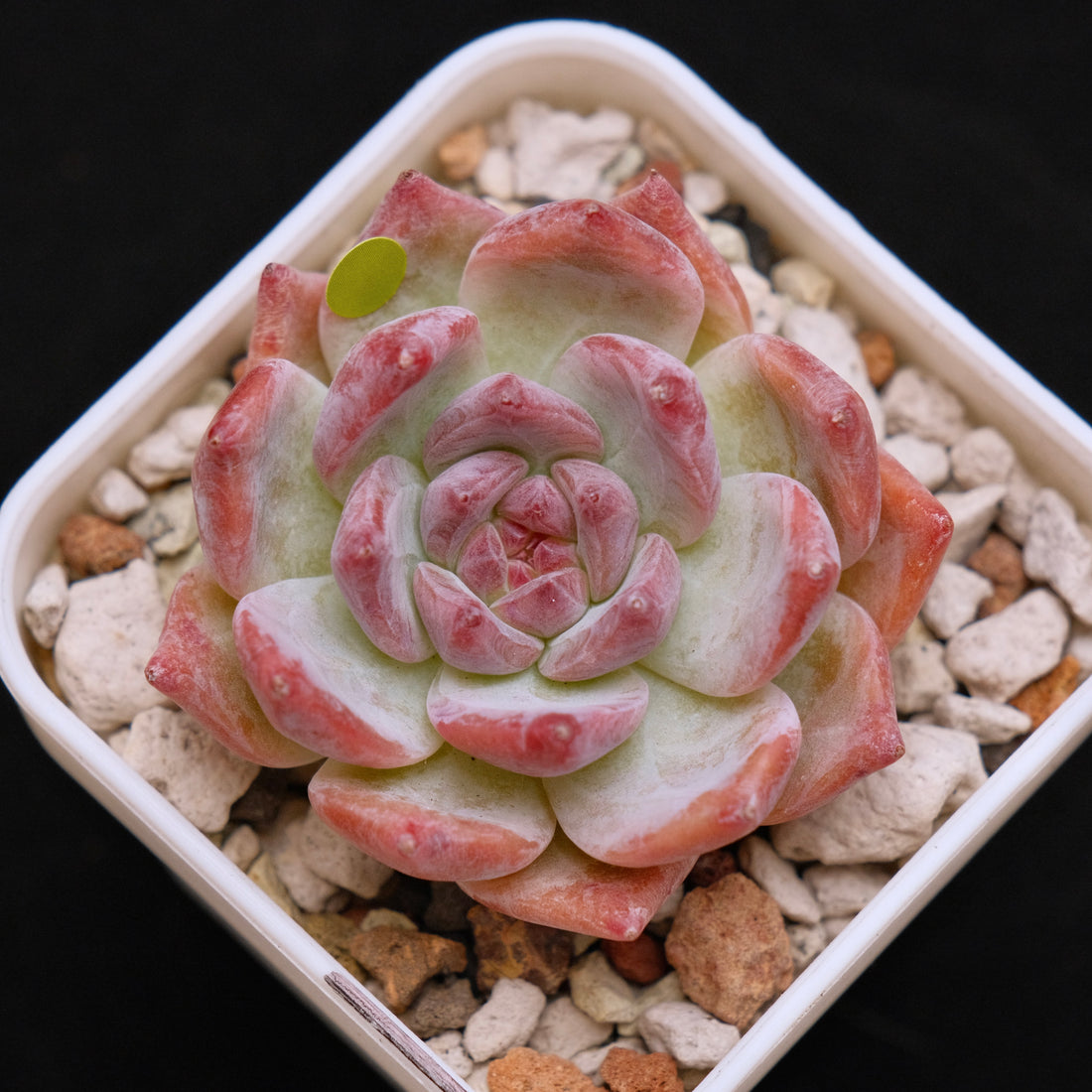 Echeveria colorata cultivar Korean Succulent Plant