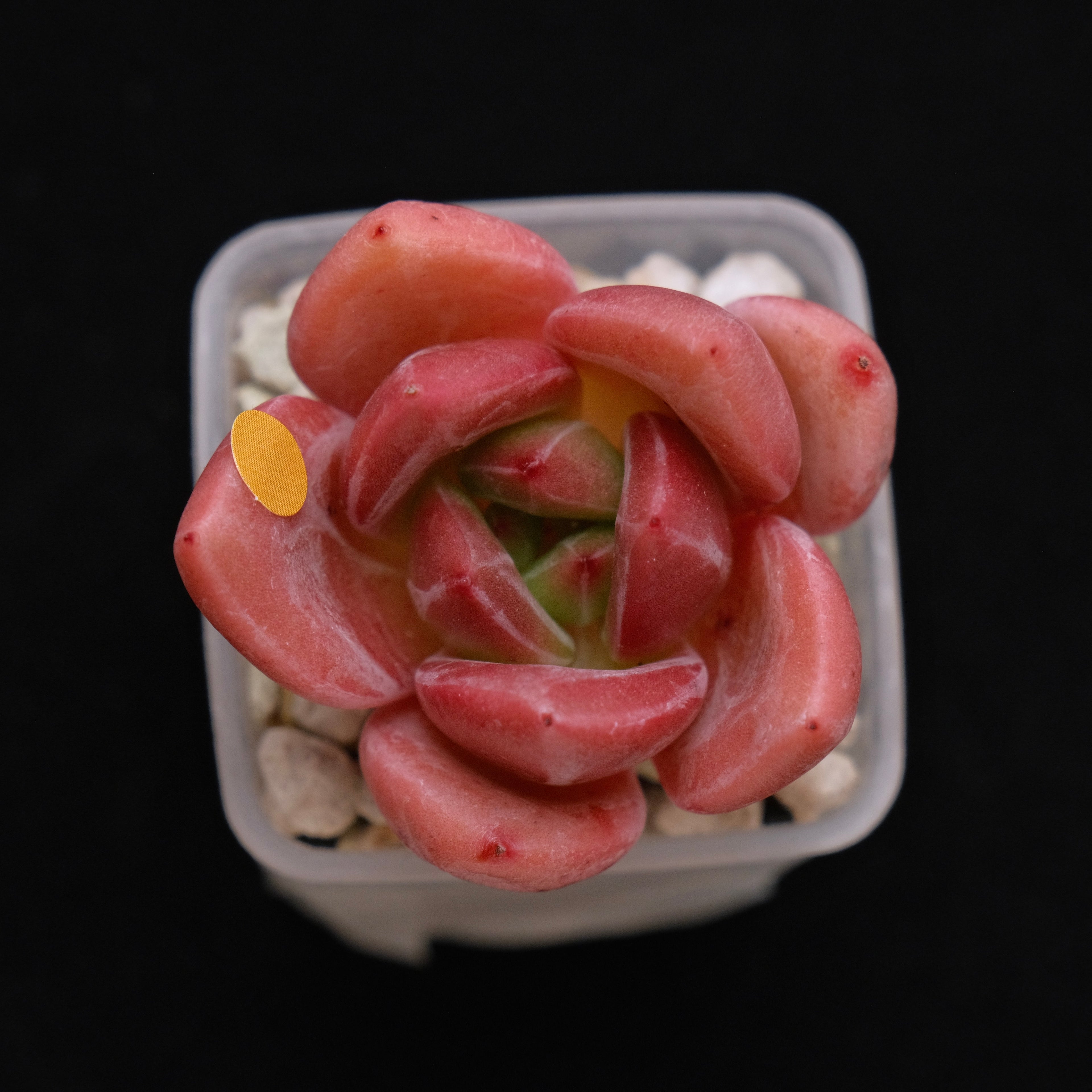 Echeveria Powdery Cotton Korean Succulent Plant