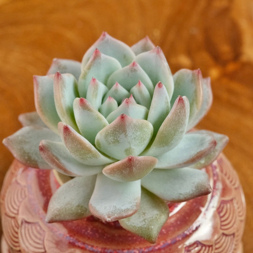 Echeveria Blue Bird Korean Succulent Plant