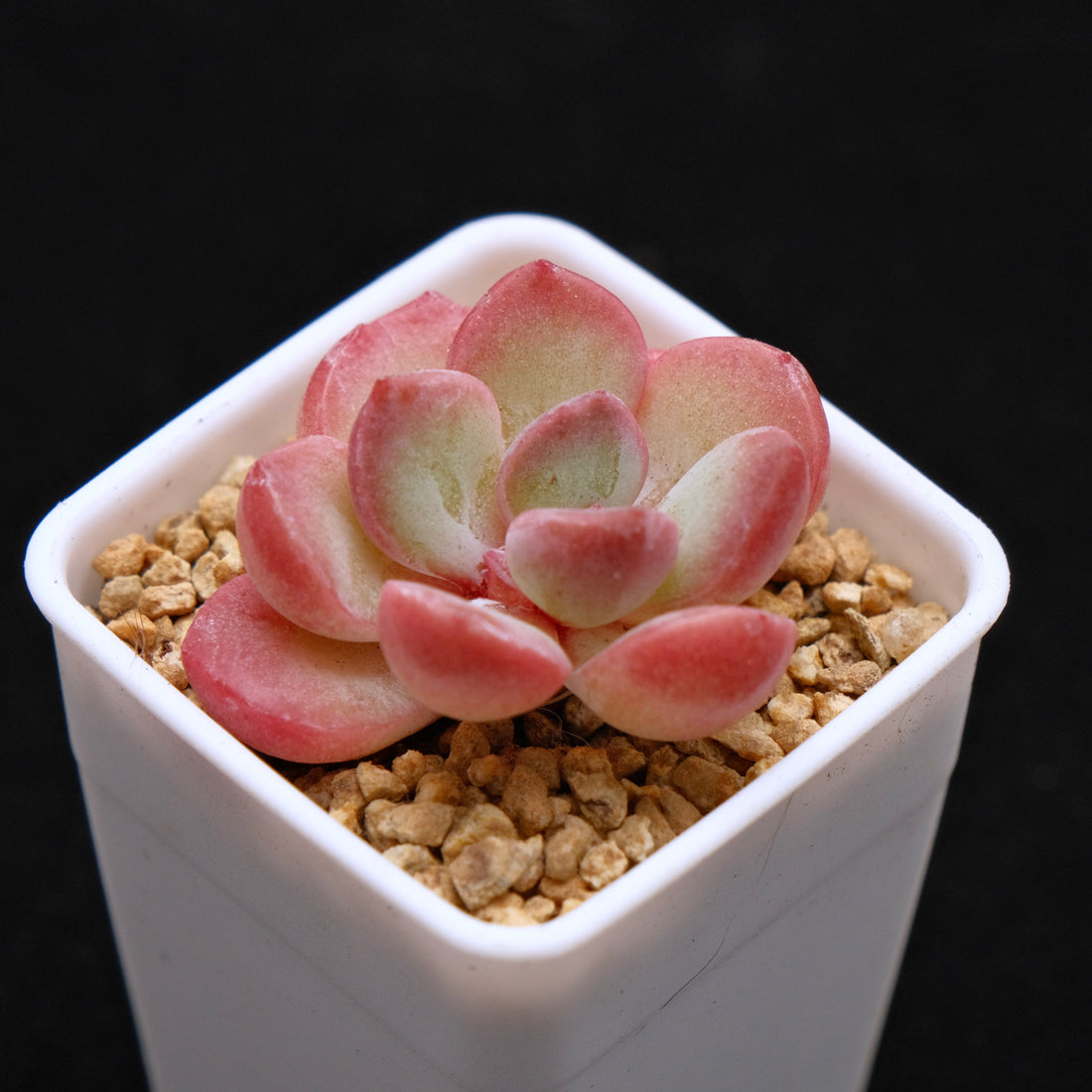 Echeveria Yves Saint Rose Korean Succulent Plant