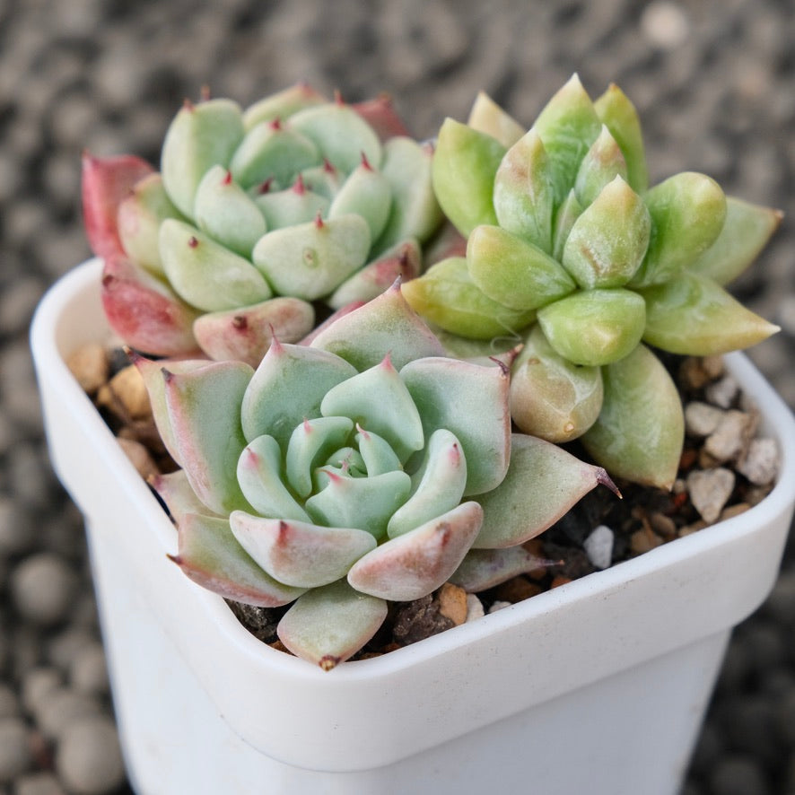 Mixed Baby Pot Korean Succulent Plant