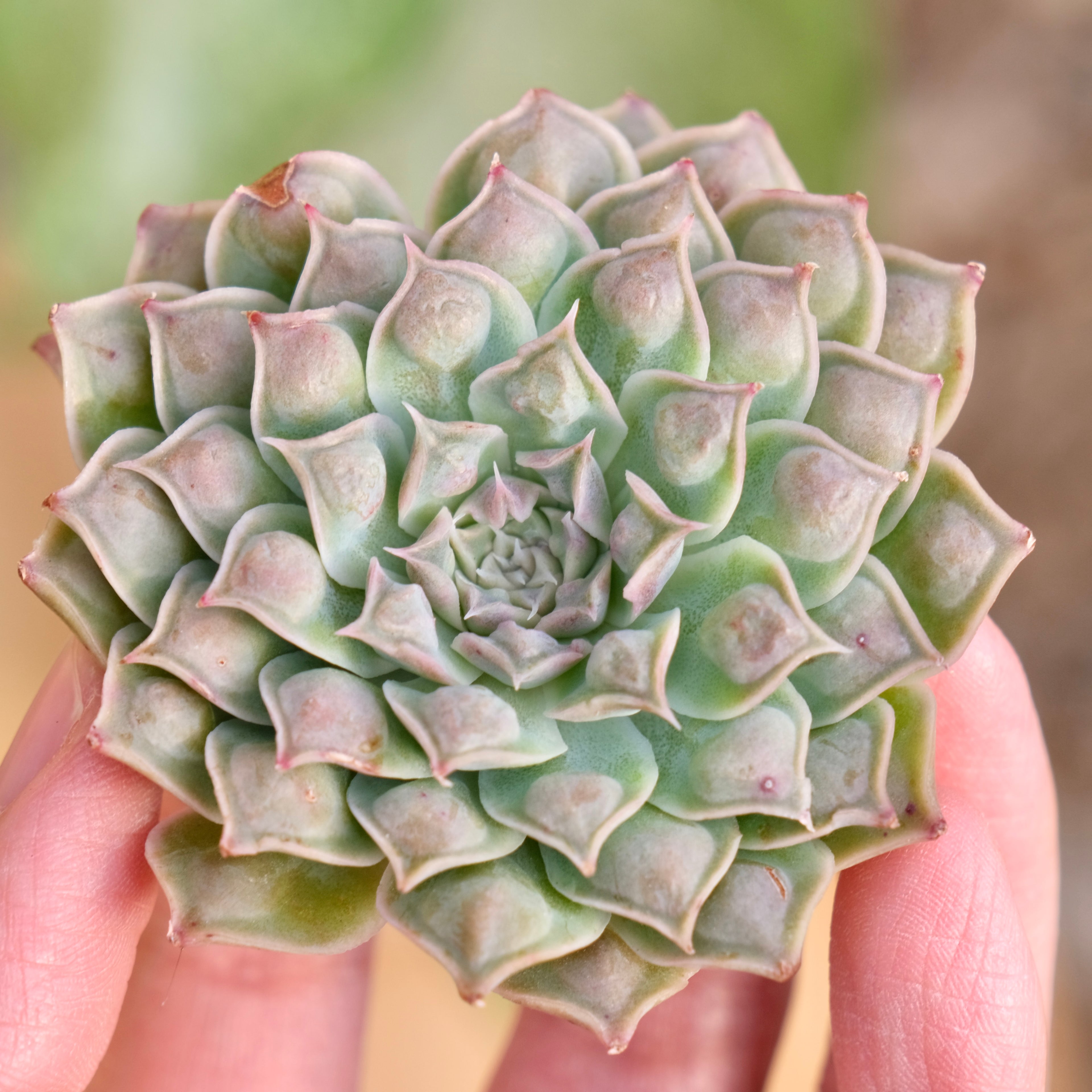 Echeveria Hearts Choice Korean Succulent Plant