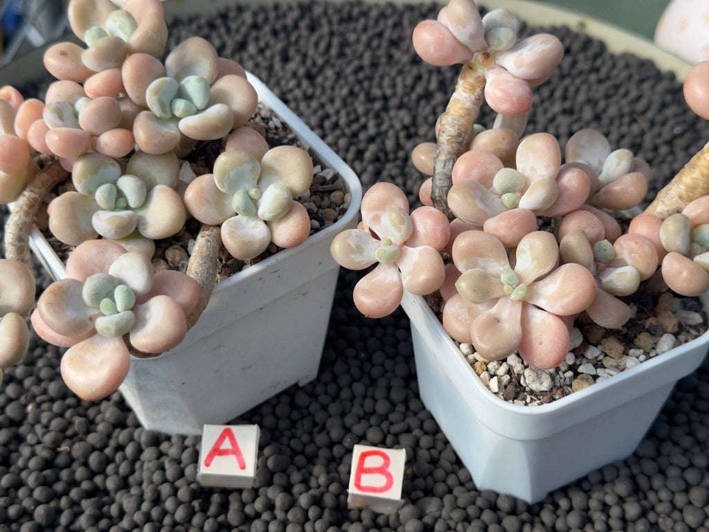 Graptosedum Snowflake Miul Imported Succulent Plant