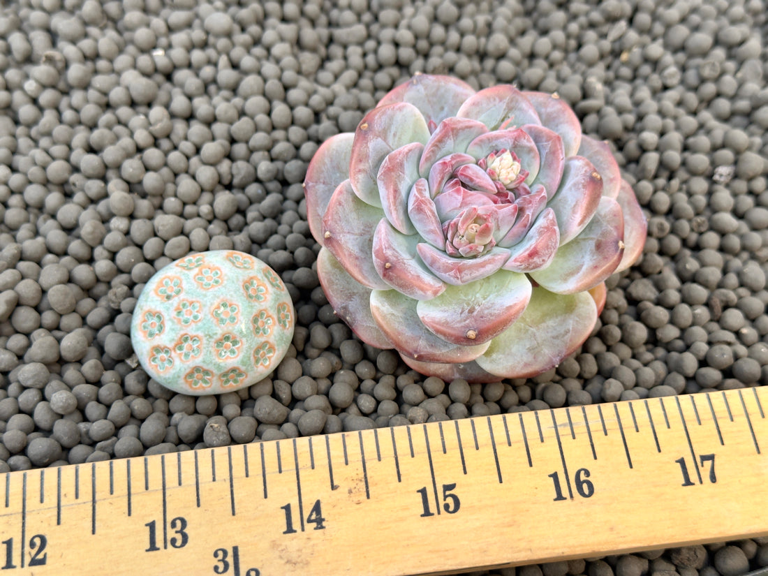 Echeveria Ice Soul Imported Succulent Plant
