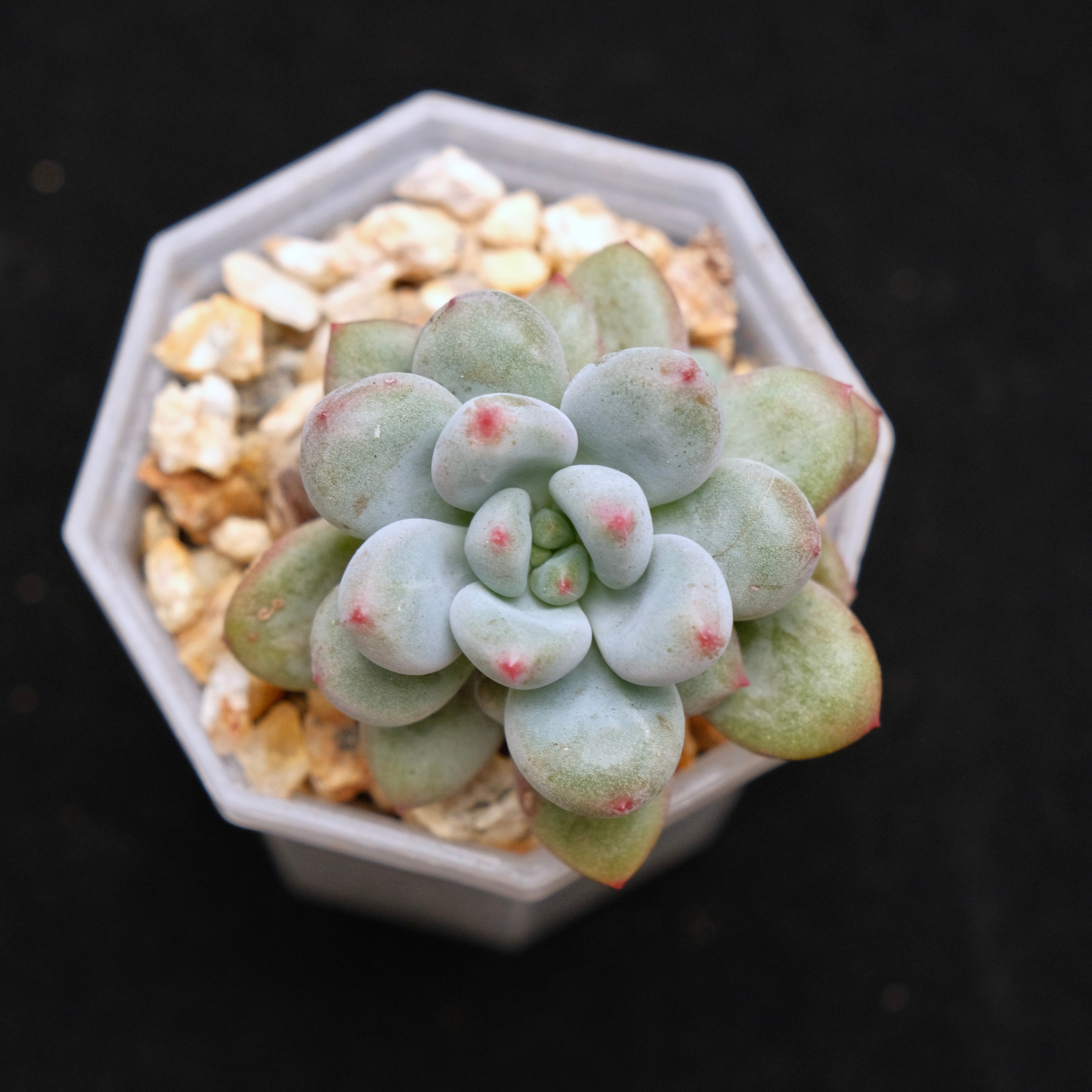 Echeveria Apple Bud baby Korean Succulent Plant