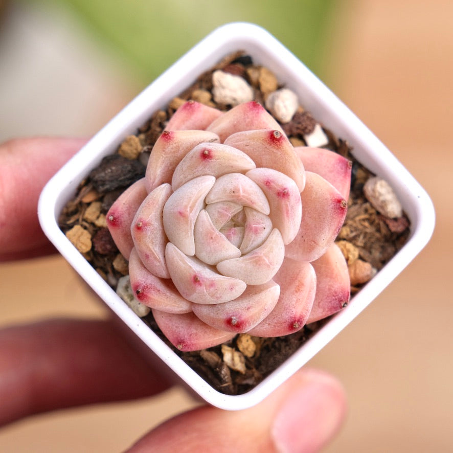 Echeveria hyalina hybrid Succulent Plant
