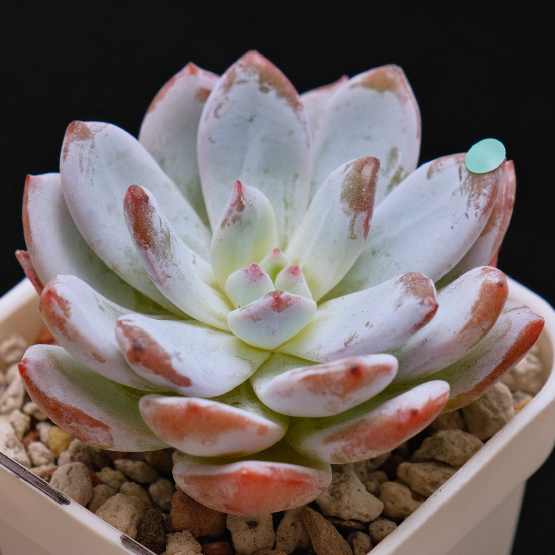 Echeveria Sang-A Korean Succulent Plant