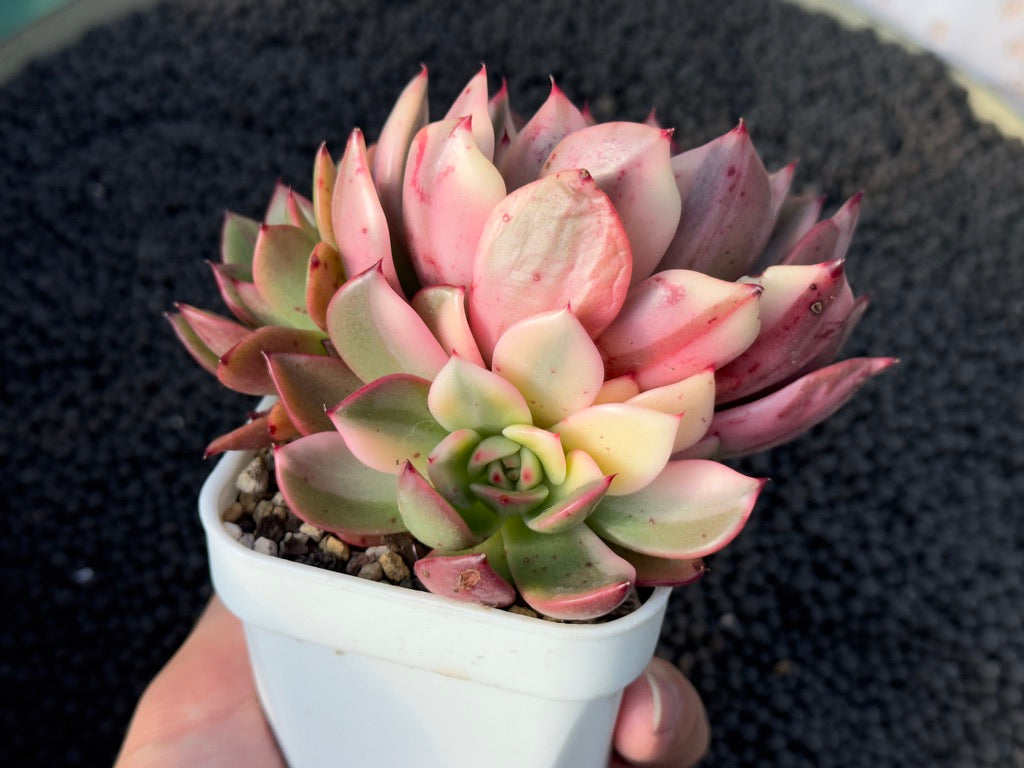 Variegated Echeveria Flamenco Korean Succulent Plant
