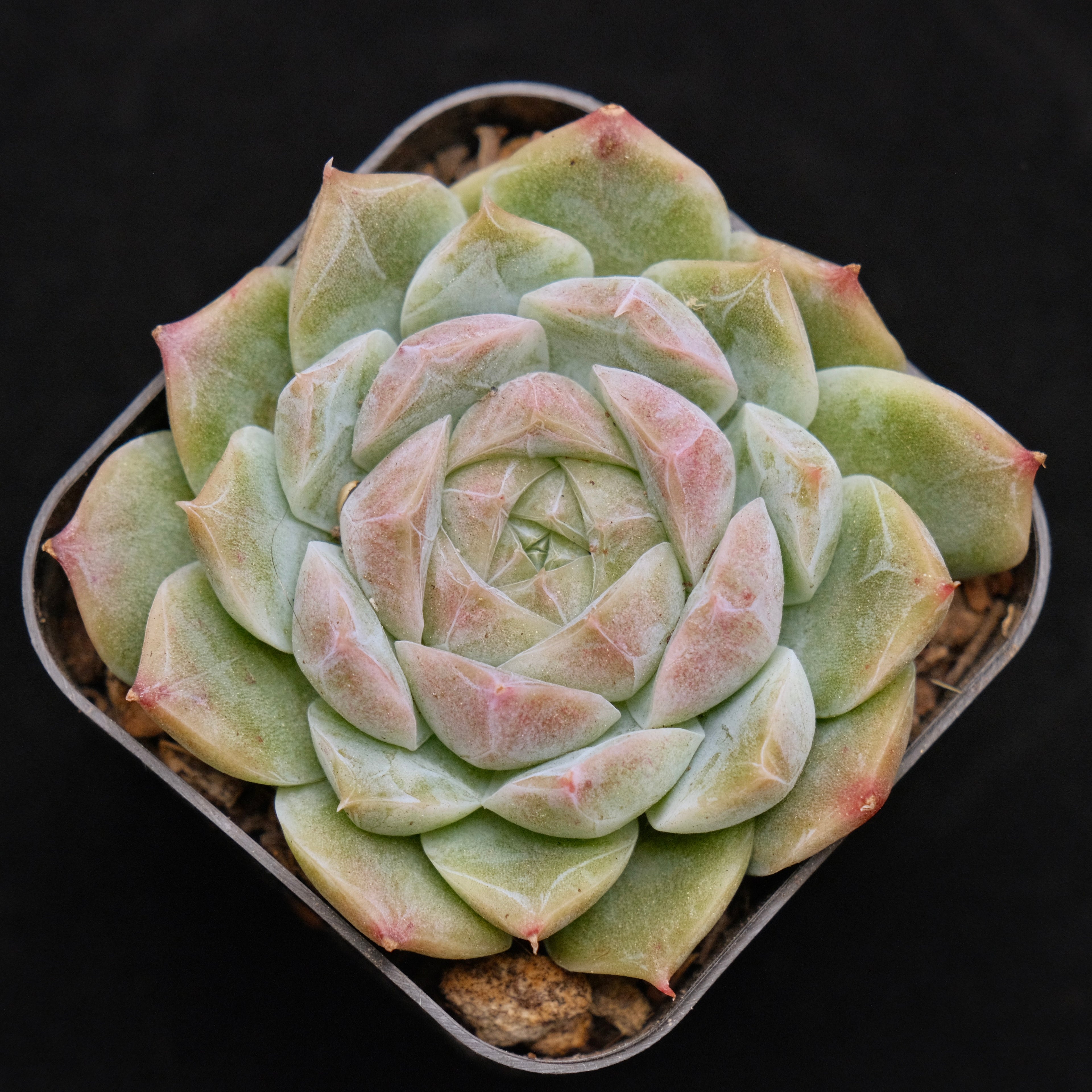 Echeveria Chaumet Korean Succulent Plant Rare