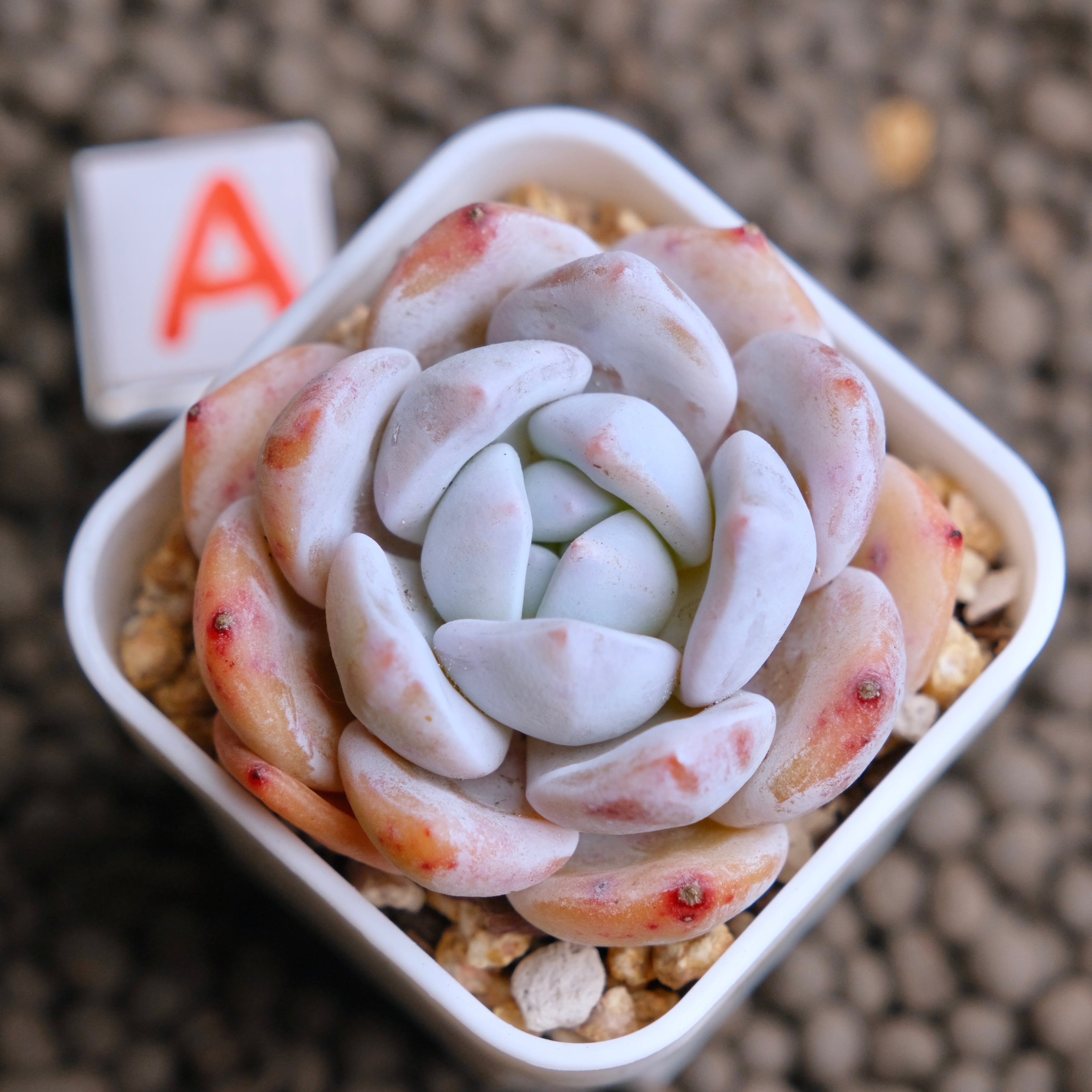 Echeveria Snowy Imported Succulent Plant