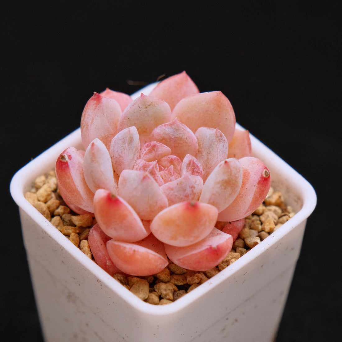 Echeveria Hyalina hybrid Imported Succulent Plant