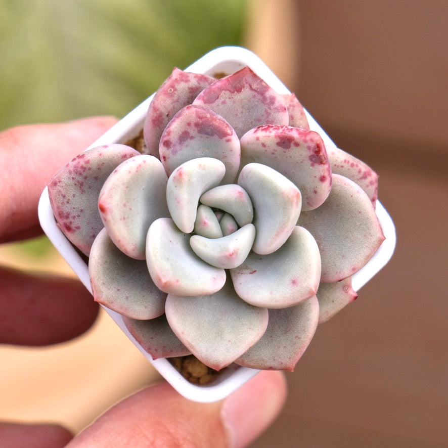 graptoveria succulent Graptoveria Pink Rosa Korean Succulent Plant Hwaga hybrid