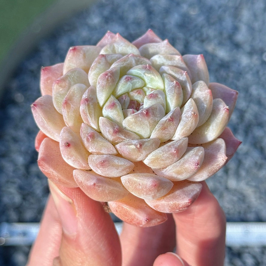 Echeveria Amber Succulent Plant B
