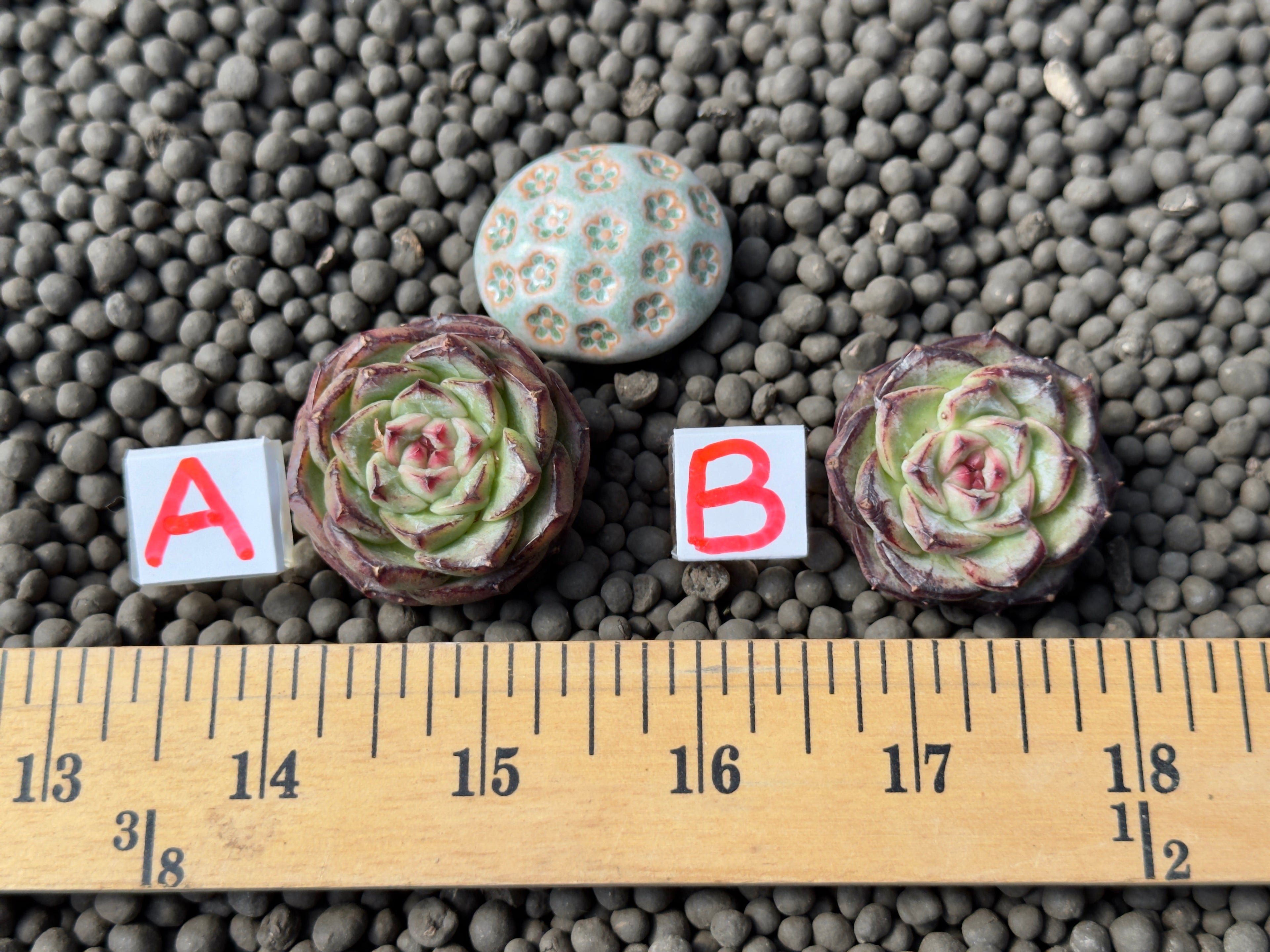 Echeveria Black Orange Imported Succulent Plant