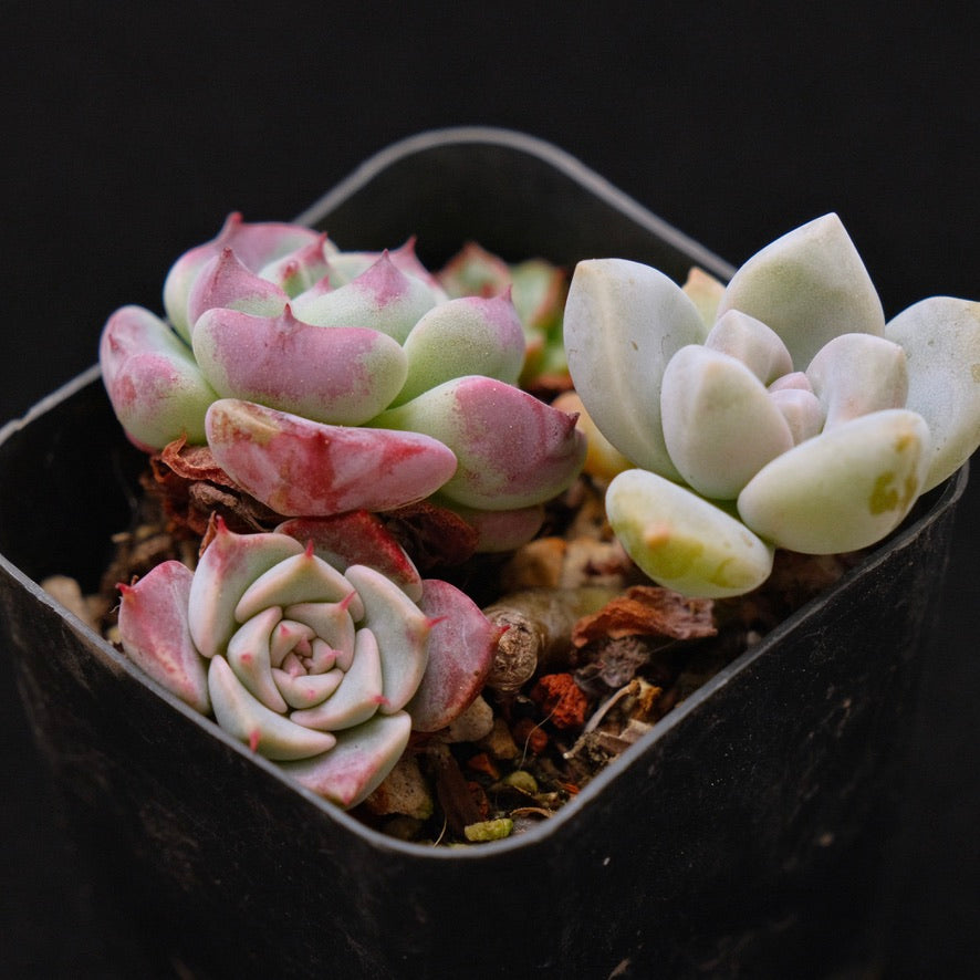 Baby Pot Korean Succulent Plant