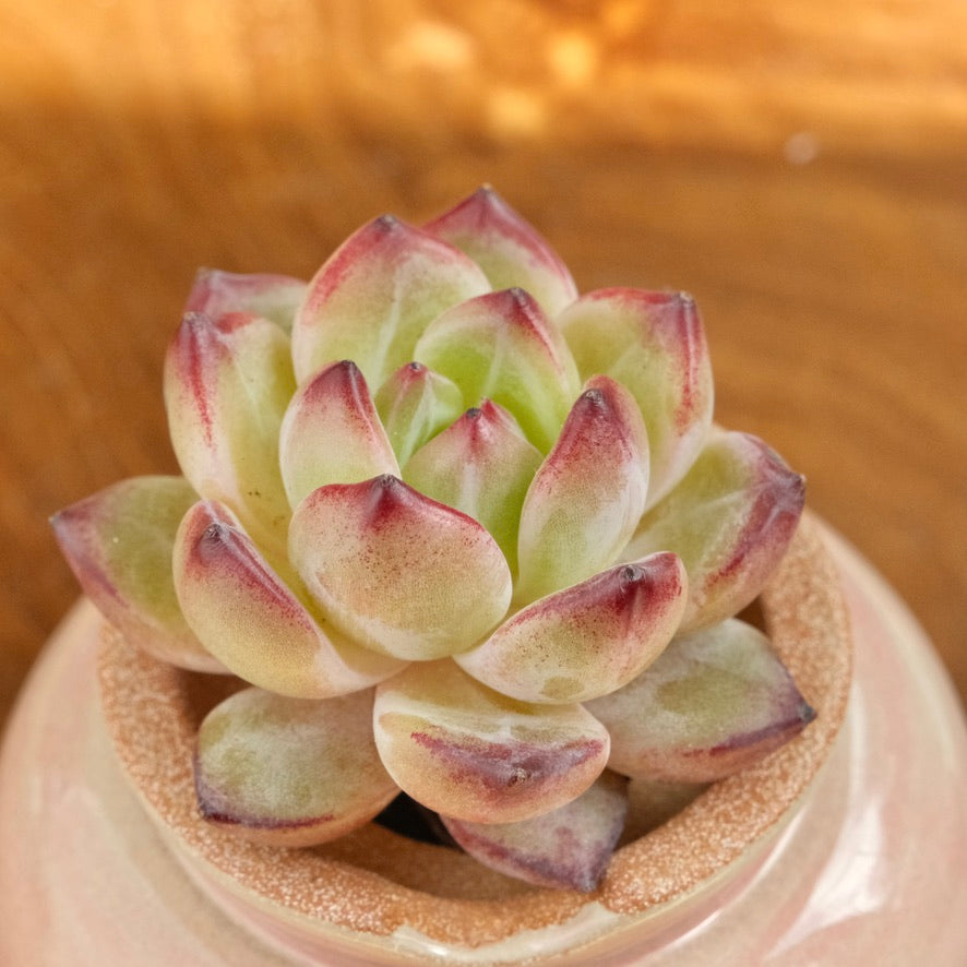 Echeveria EOS Imported Succulent Plant