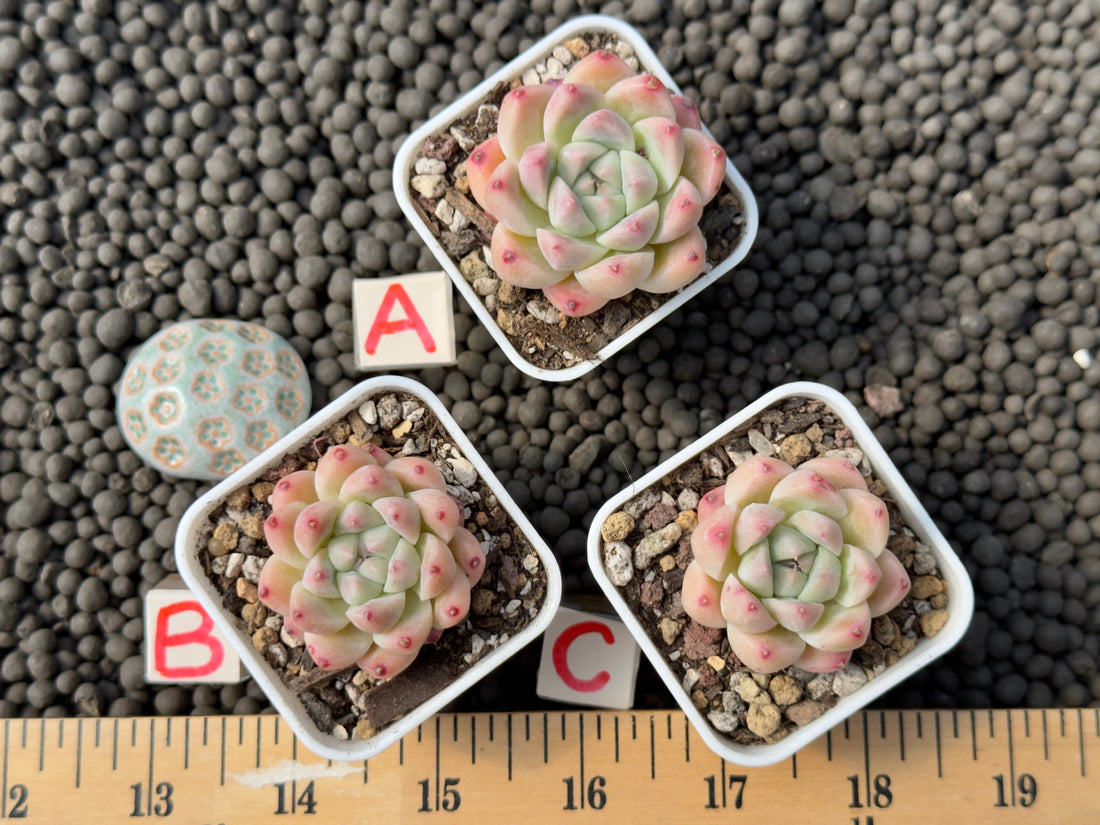 Echeveria Like a Dream Imported Succulent Plant