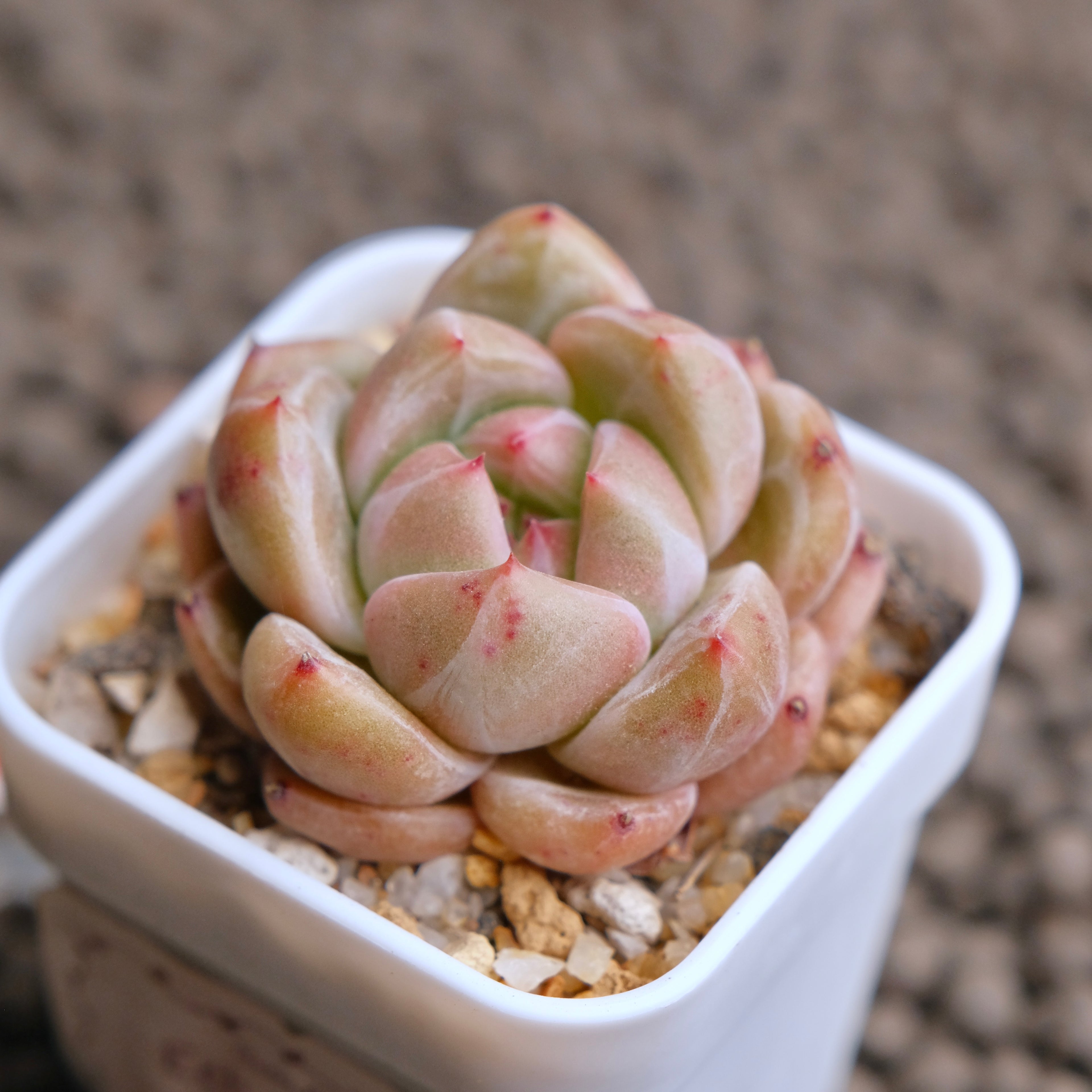 Echeveria Aries Imported Succulent Plant - B
