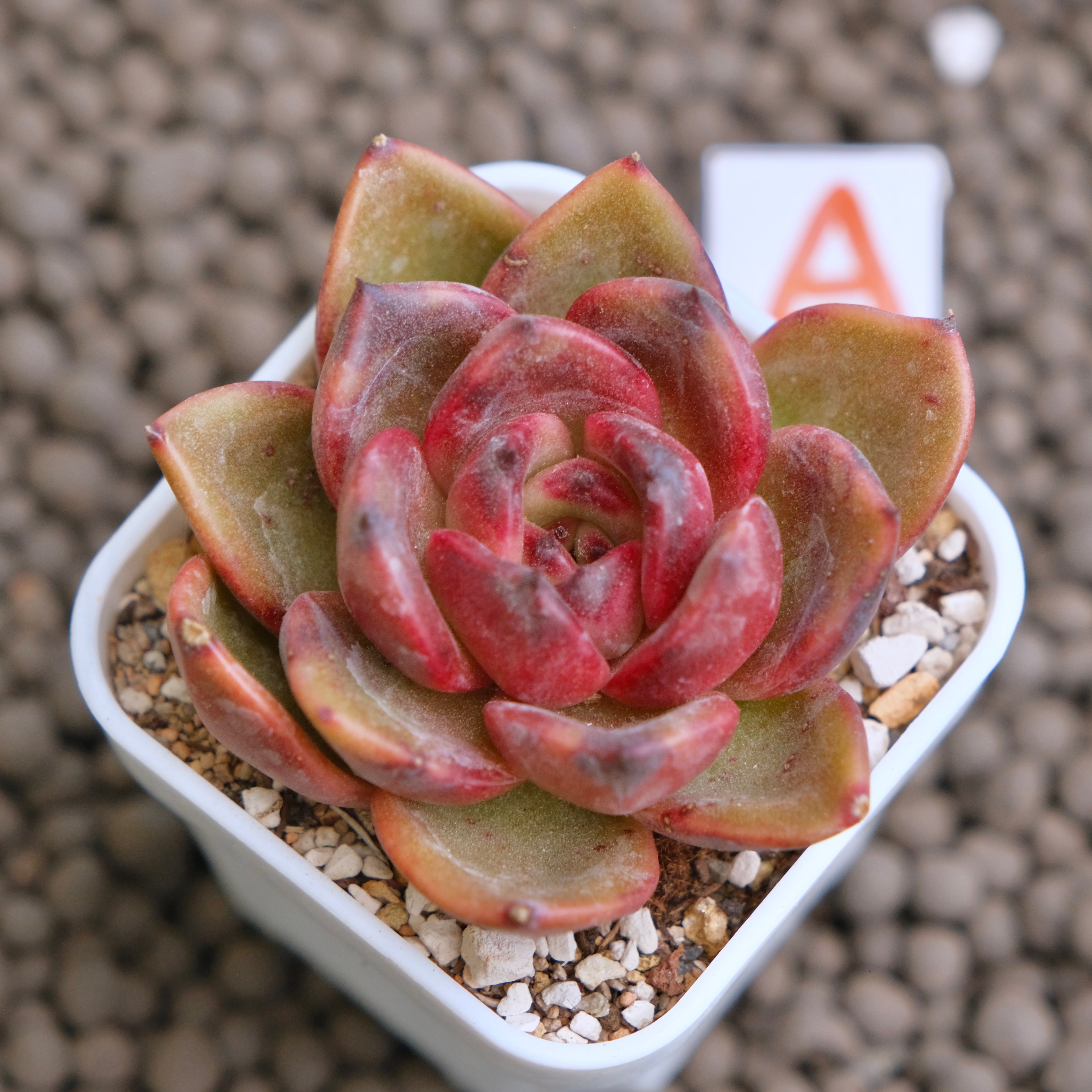 Echeveria Black Pink Korean Succulent Plant - A
