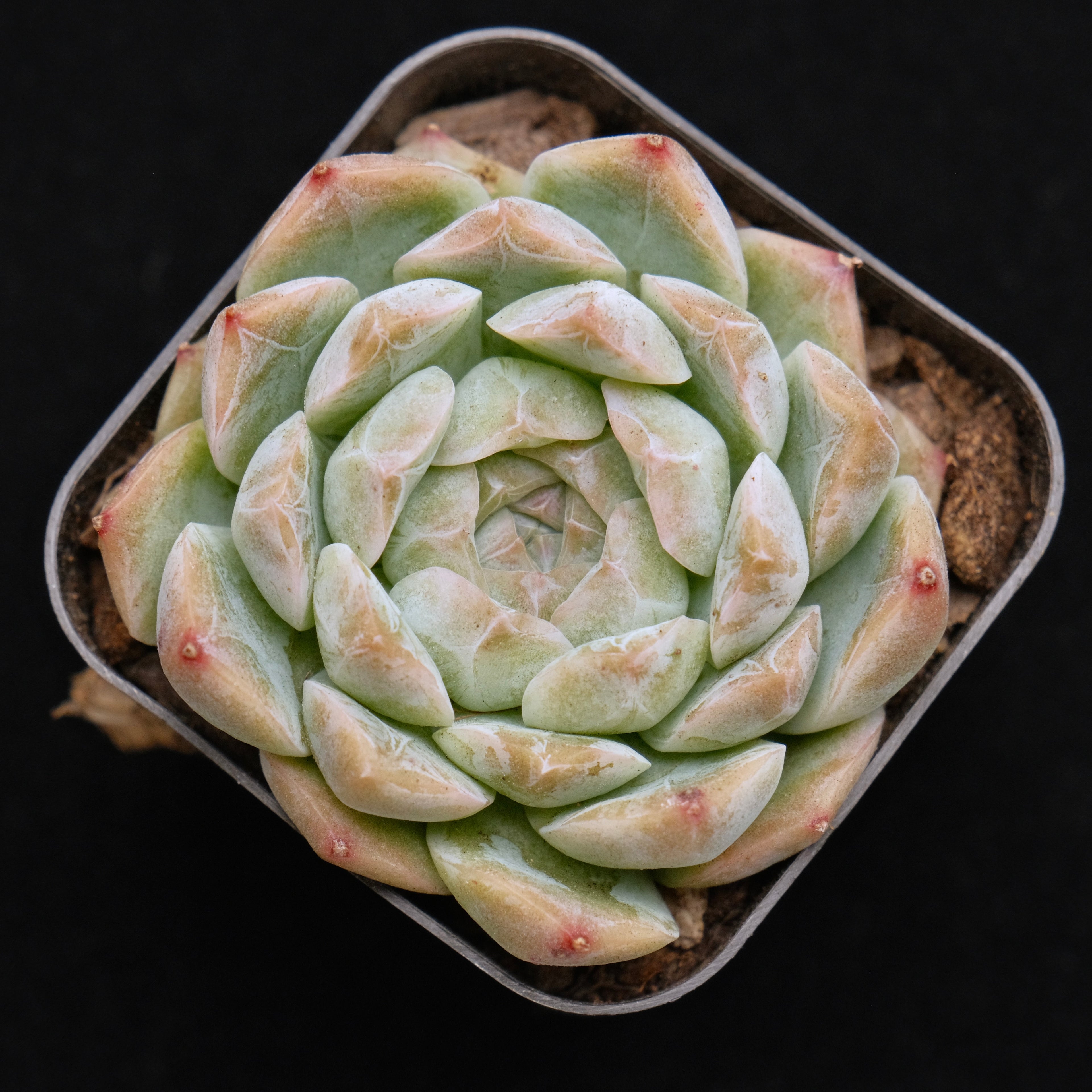 Echeveria Chaumet Korean Succulent Plant *Rare*