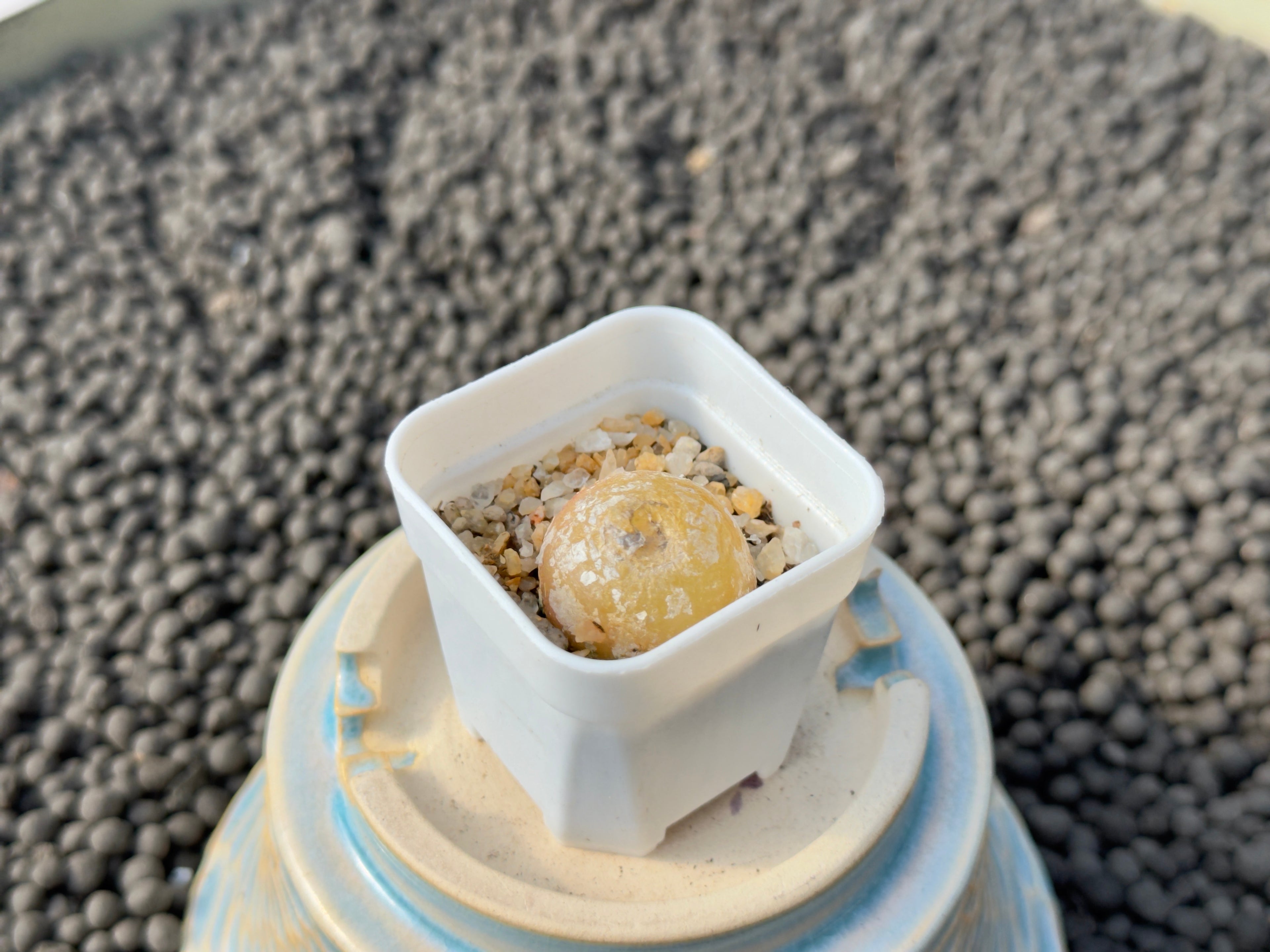 Conophytum burgeri Imported Succulent Plant