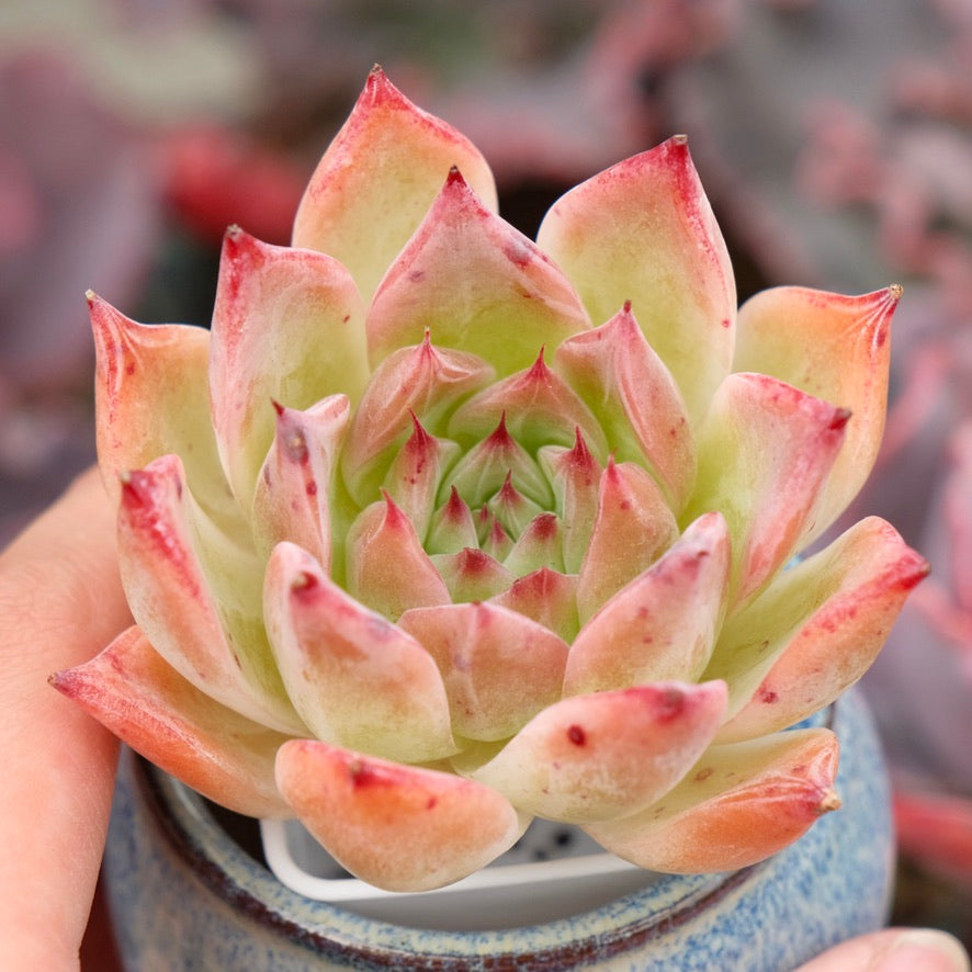 Echeveria Super Nova Imported Succulent Plant Hwaga hybid