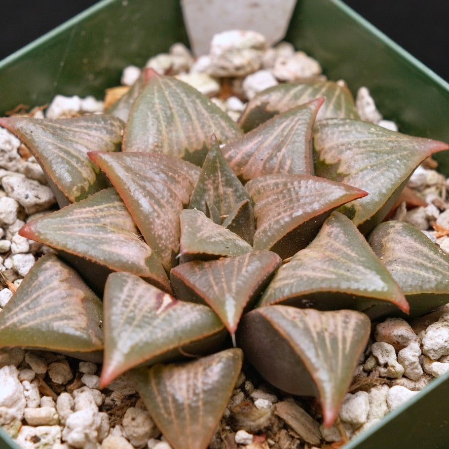 Jim Smith Haworthia Hybrid Succulent Plant