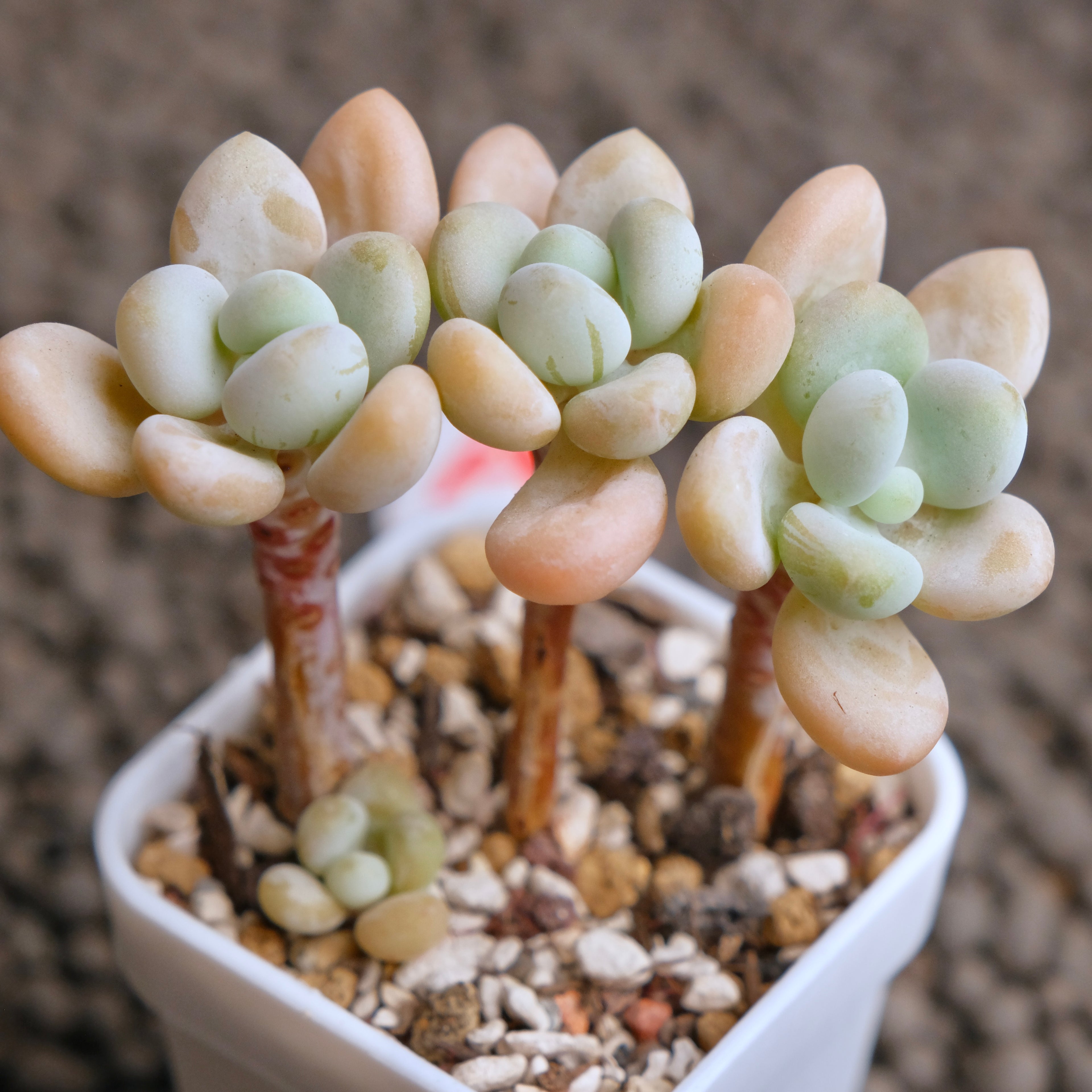 Graptosedum Jelly Finger Imported Succulent Plant - A