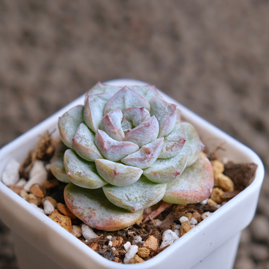 Echeveria Icy Snow (Monstrose) type B Imported Succulent Plant - C