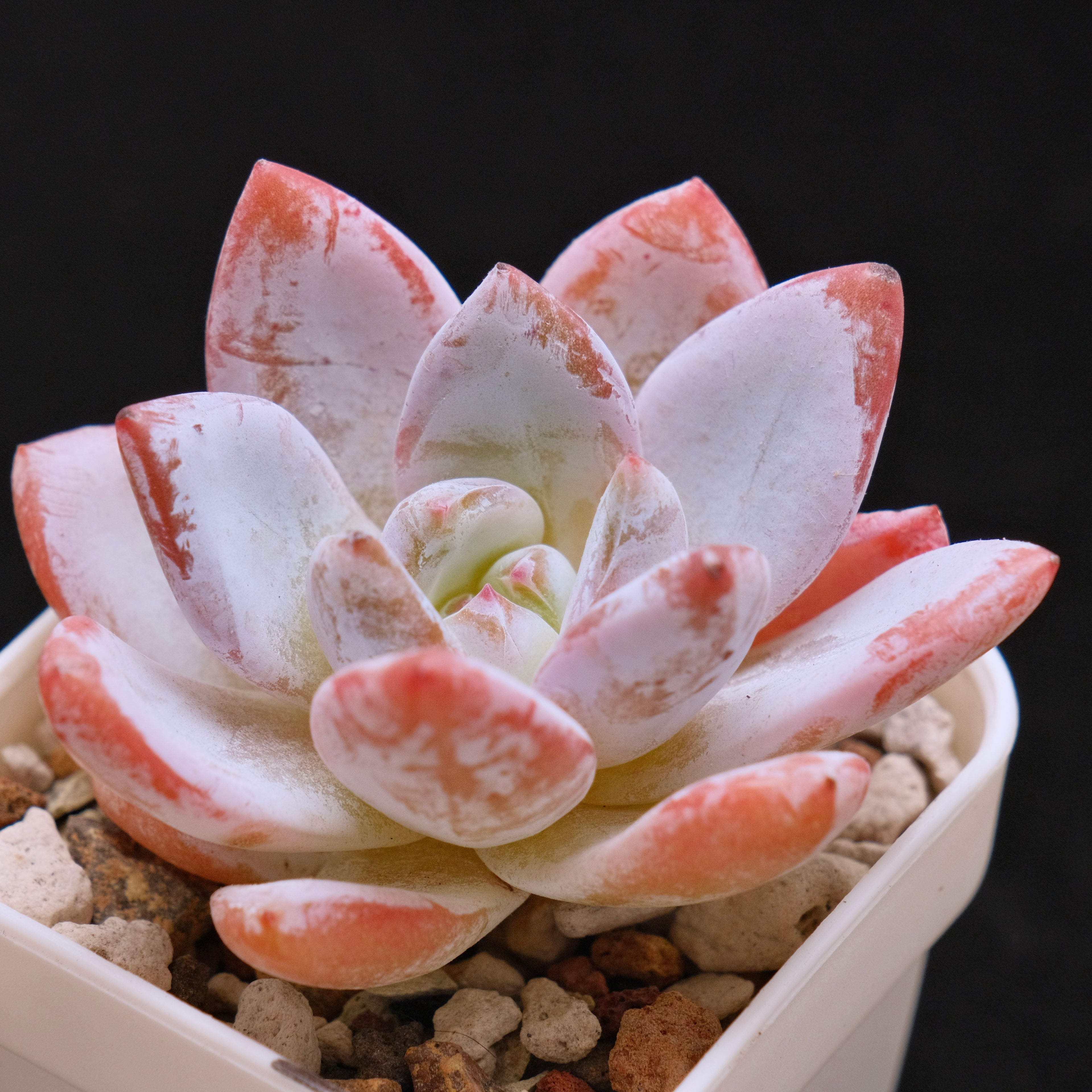 Echeveria Sang-A Korean Succulent Plant