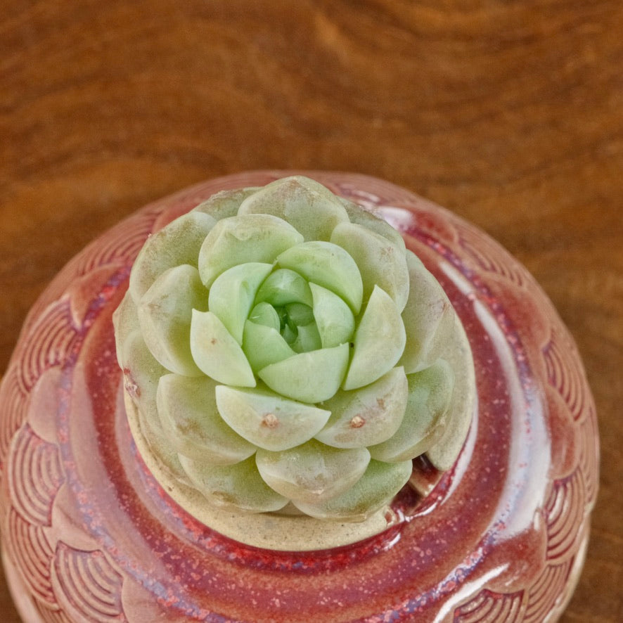 Echeveria Ice Castle Korean Succulent Plant Changhee hybird
